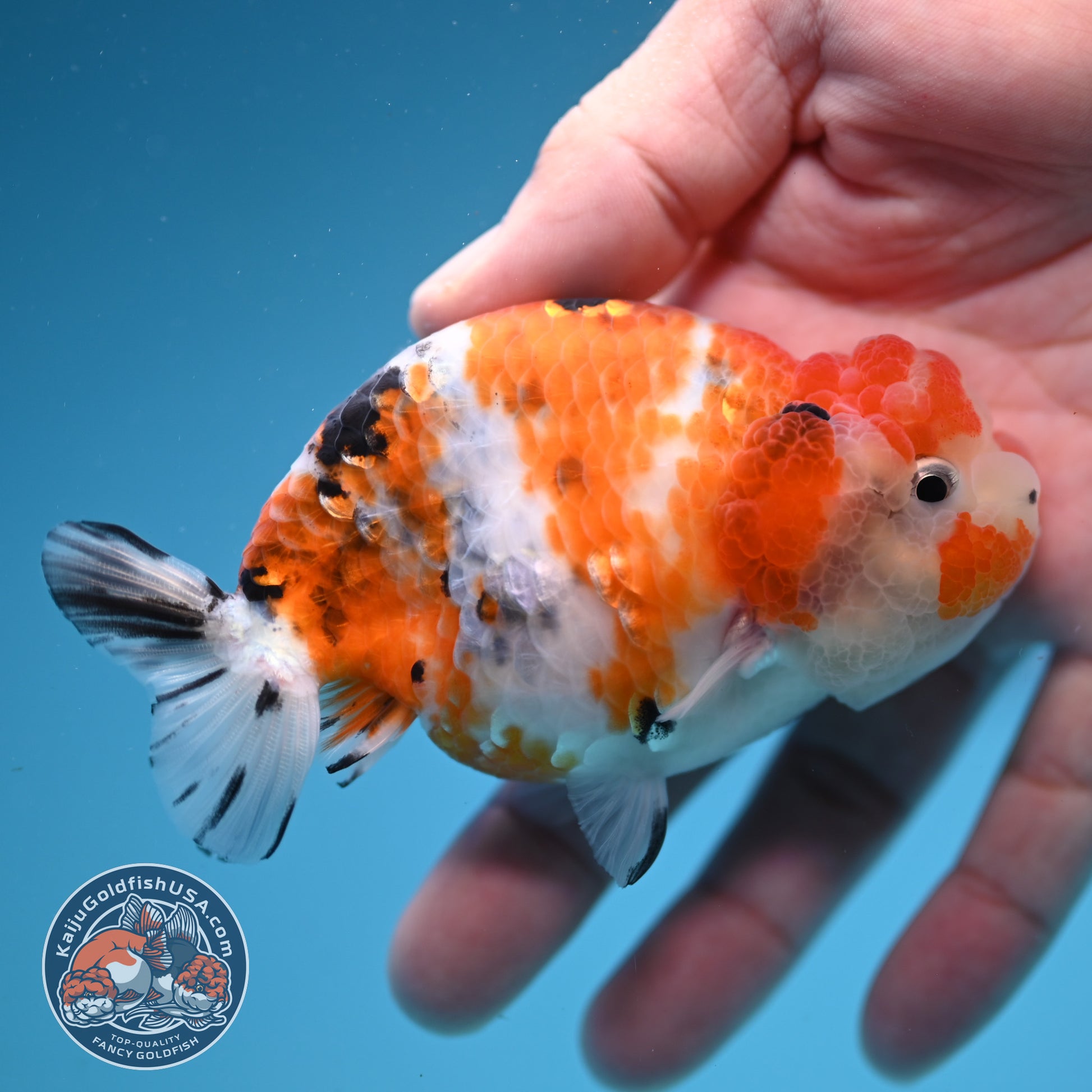 Calico Ranchu 3.5 inch Body (251107_RC04)