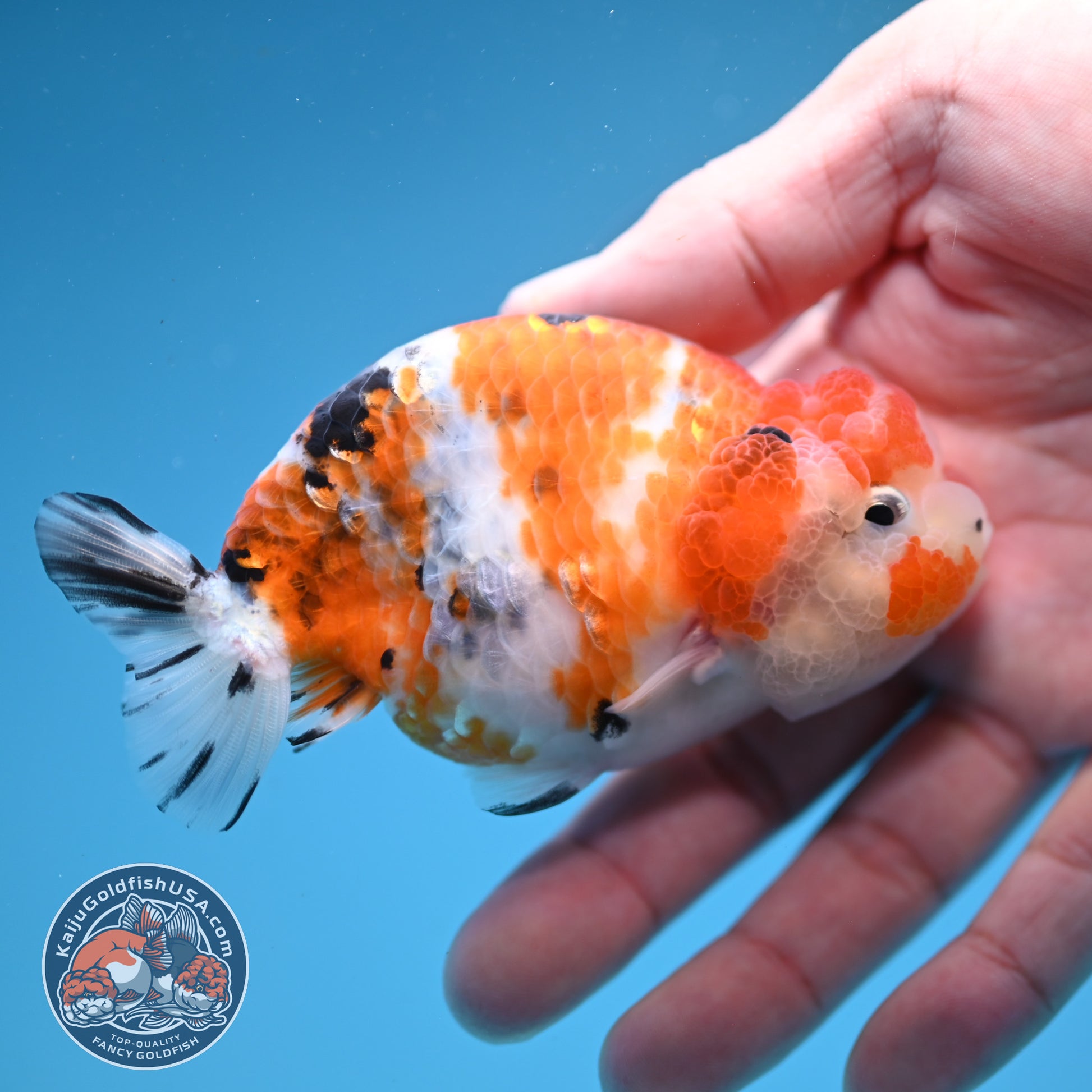 Calico Ranchu 3.5 inch Body (251107_RC04)