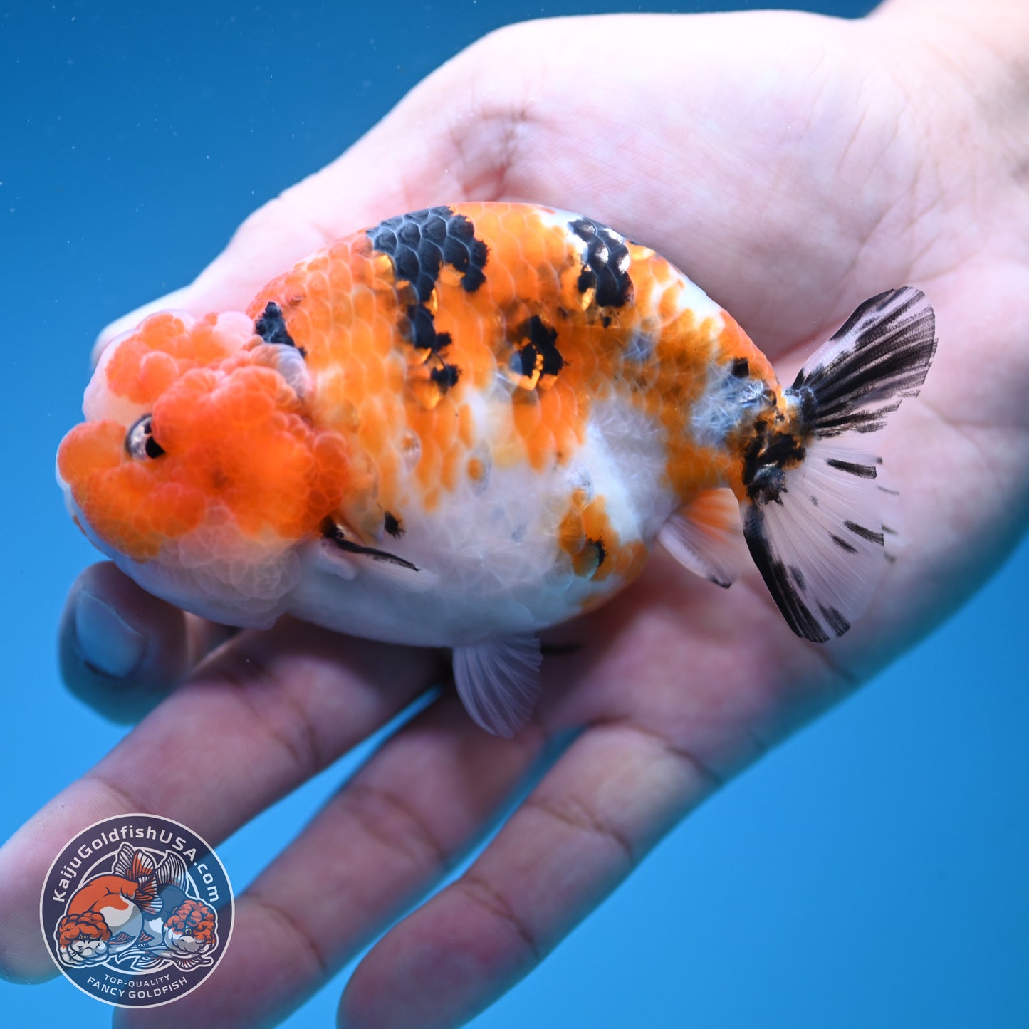 Calico Ranchu 3.5 inch Body (251107_RC04)