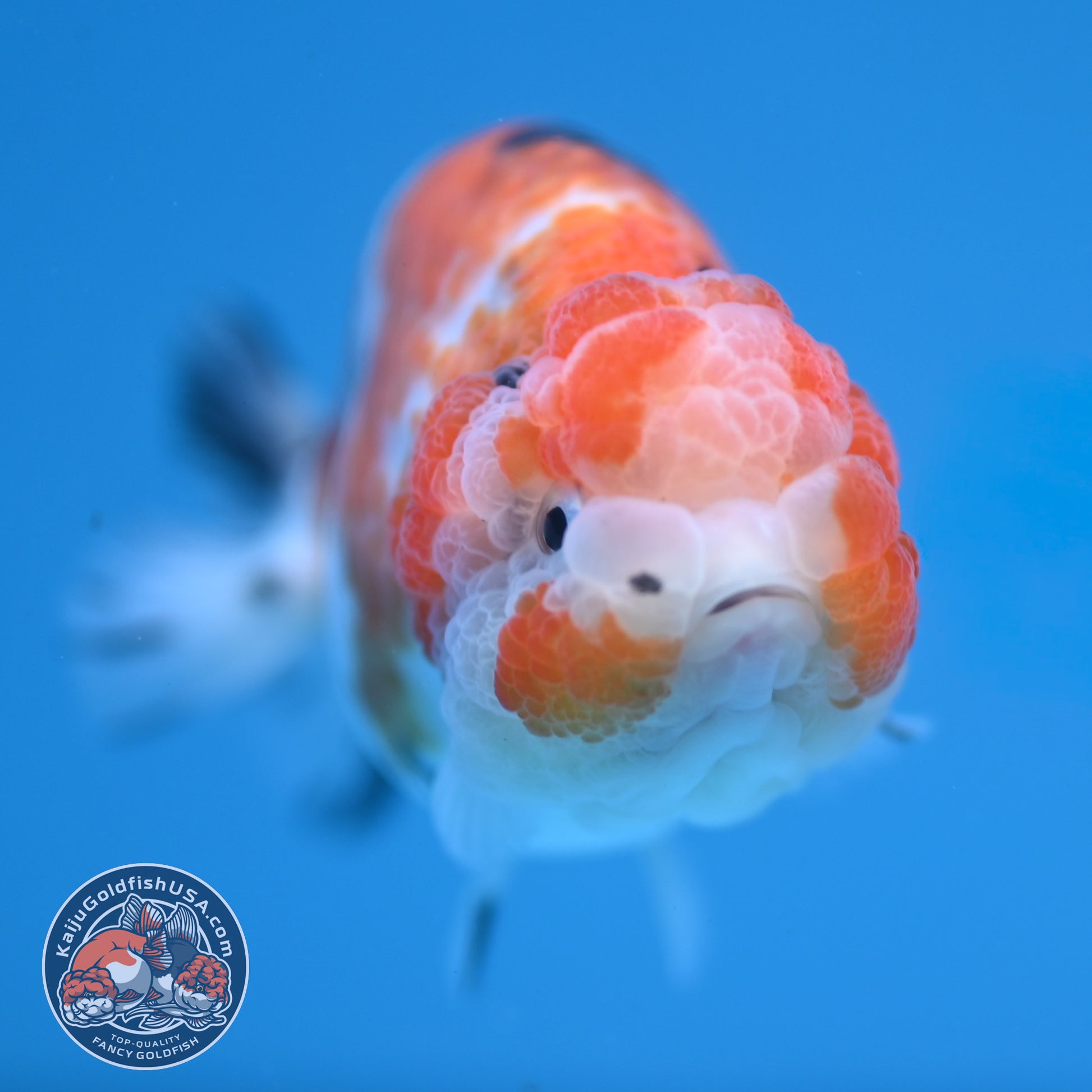 Calico Ranchu 3.5 inch Body (251107_RC04)