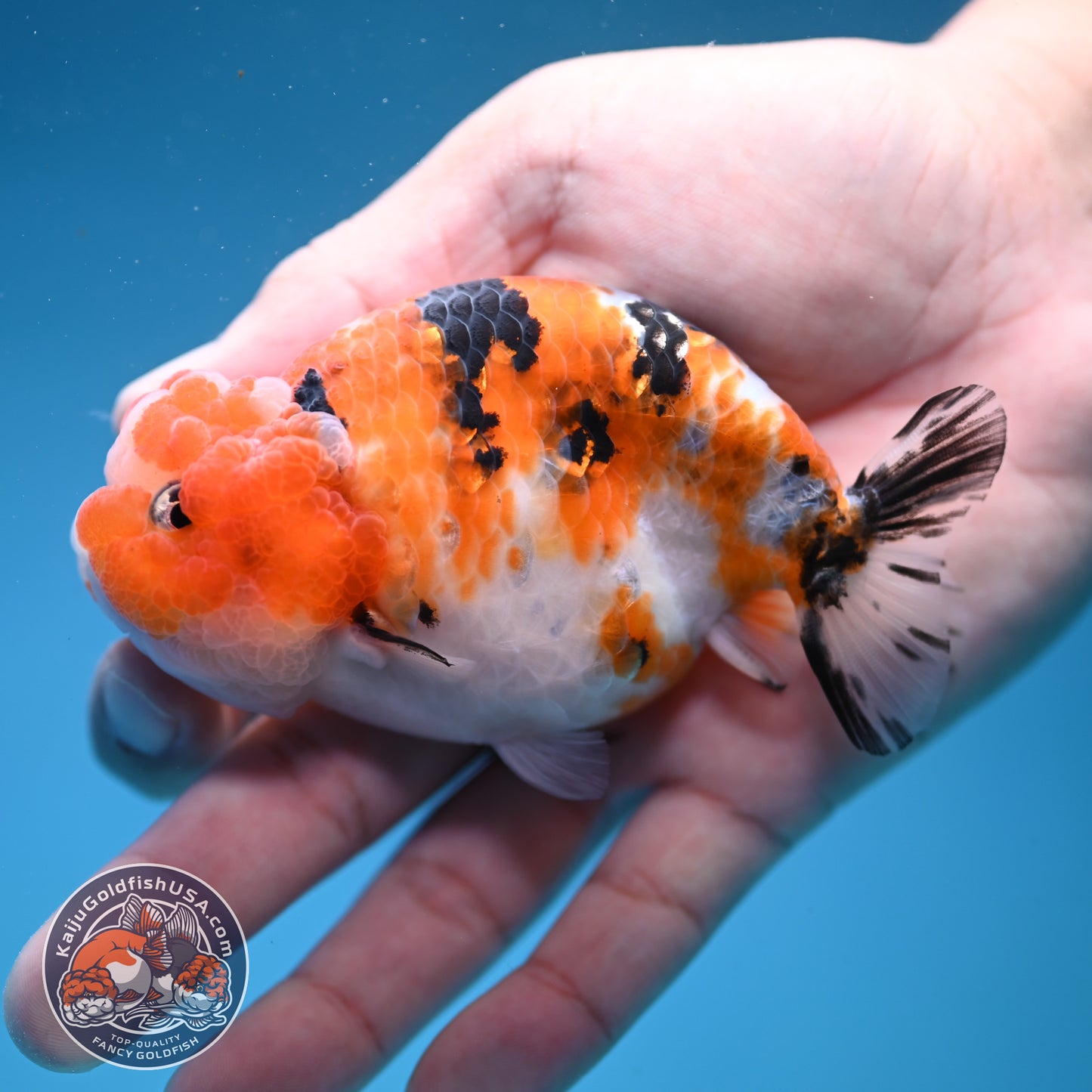 Calico Ranchu 3.5 inch Body (251107_RC04)