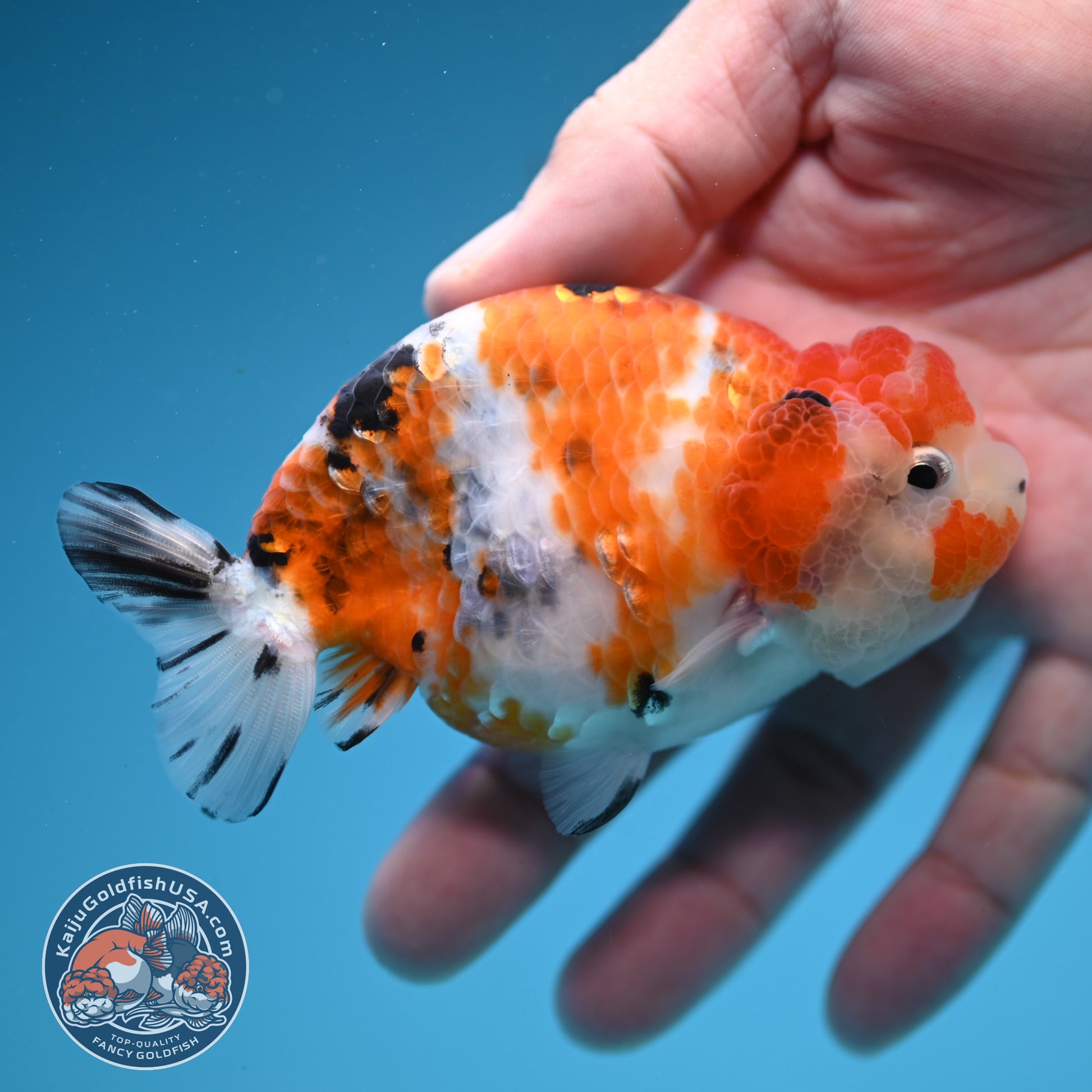 Calico Ranchu 3.5 inch Body (251107_RC04)