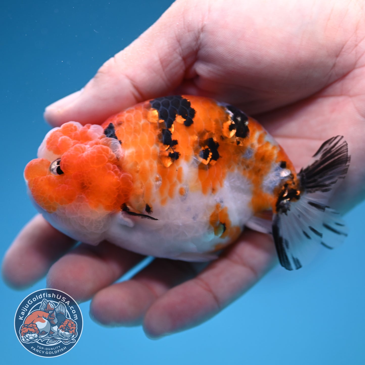 Calico Ranchu 3.5 inch Body (251107_RC04)