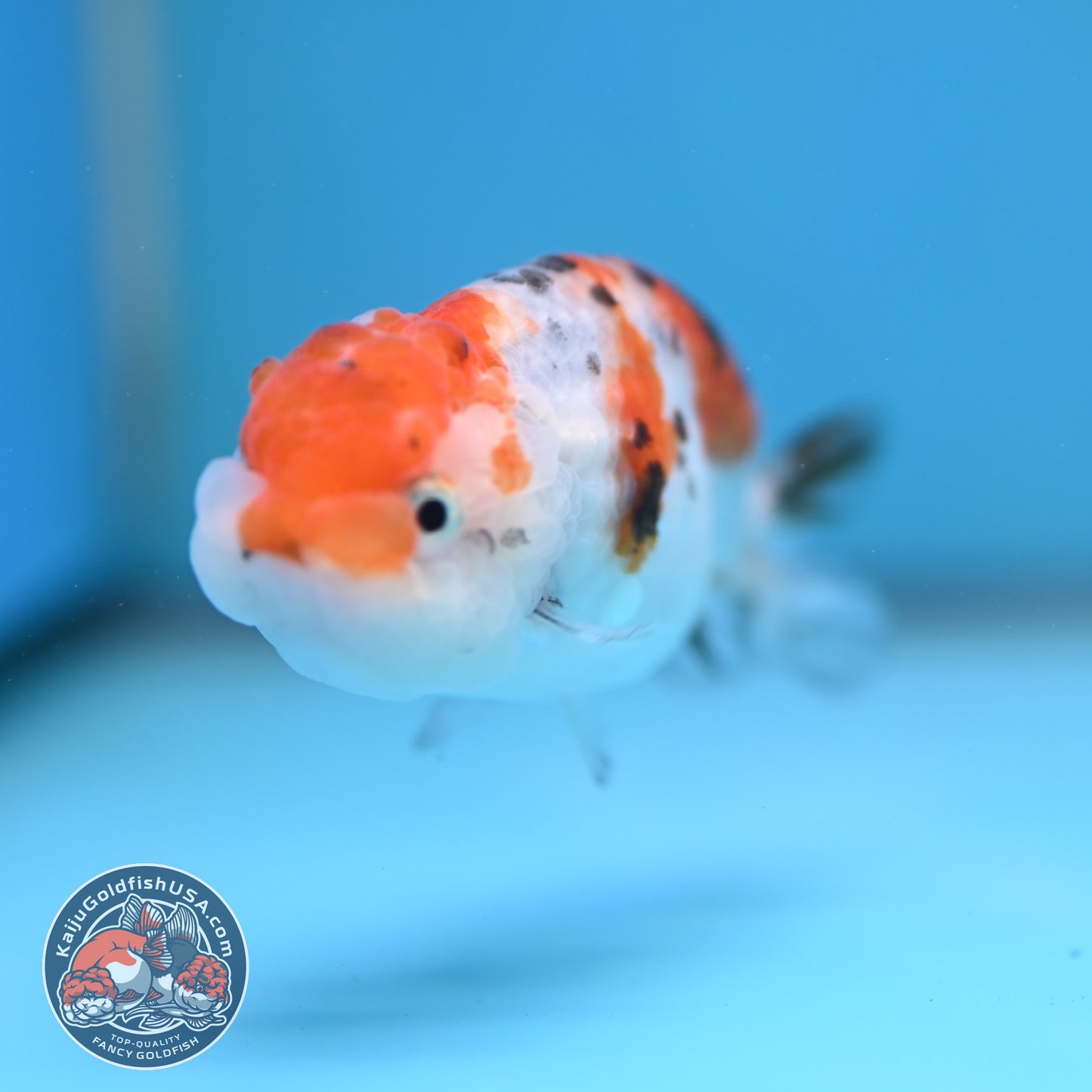 Calico Ranchu 3.5 inch Body (260116_RC07)