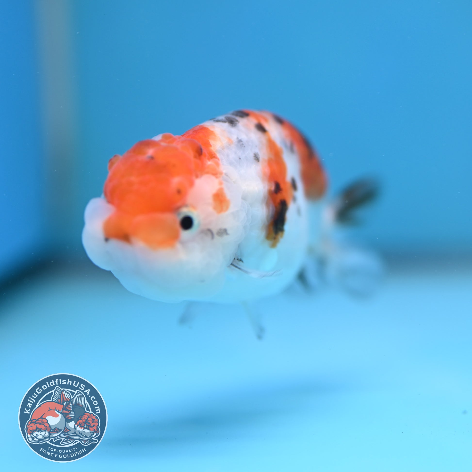 Calico Ranchu 3.5 inch Body (260116_RC07)