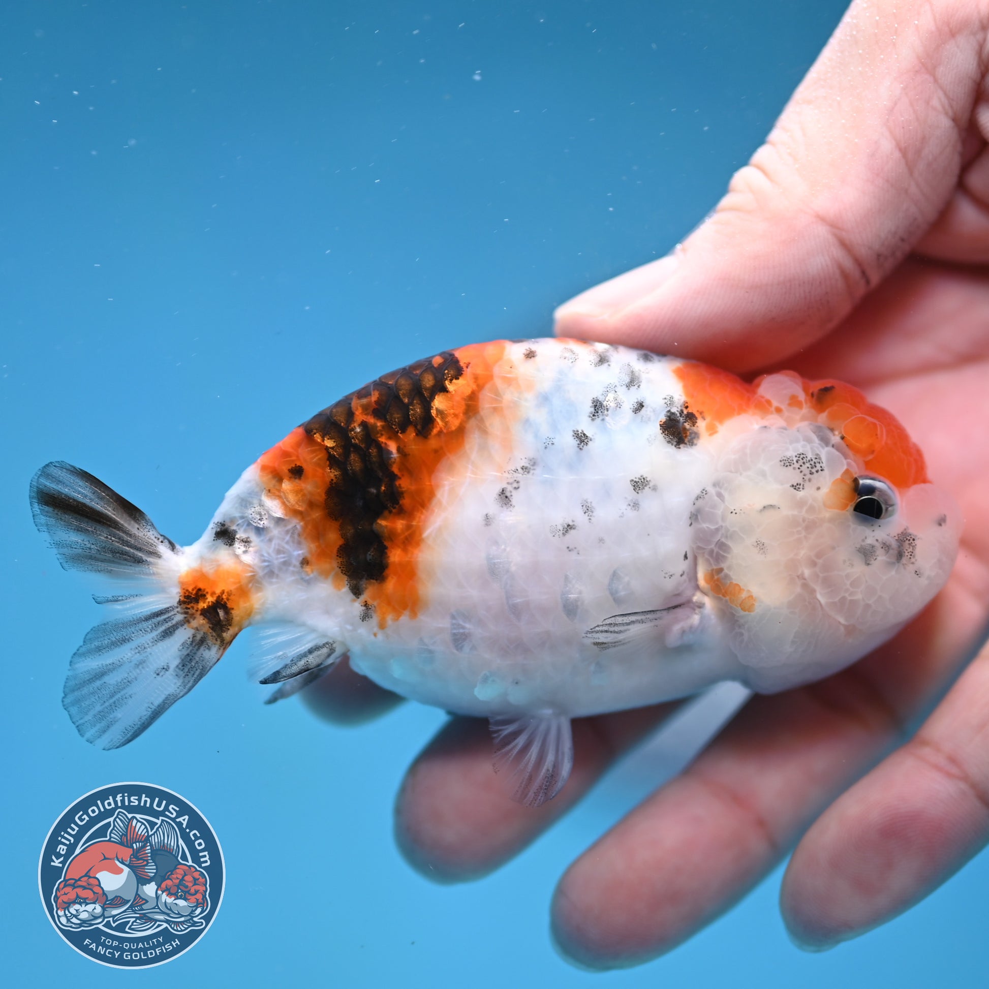 Calico Ranchu 3.5 inch Body (260116_RC07)