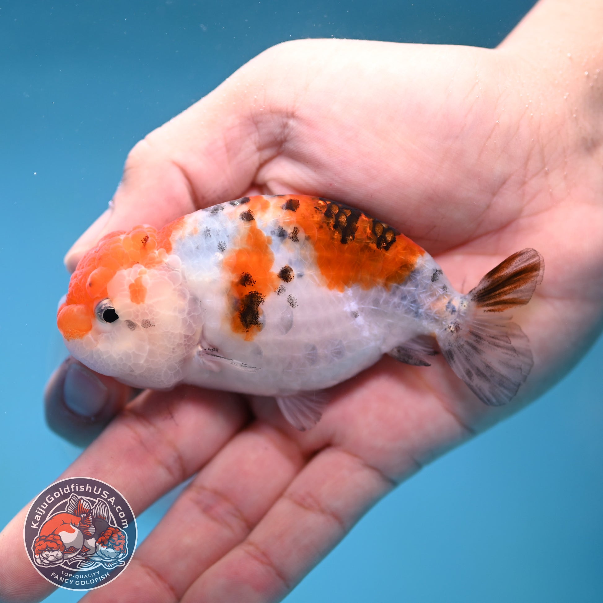 Calico Ranchu 3.5 inch Body (260116_RC07)