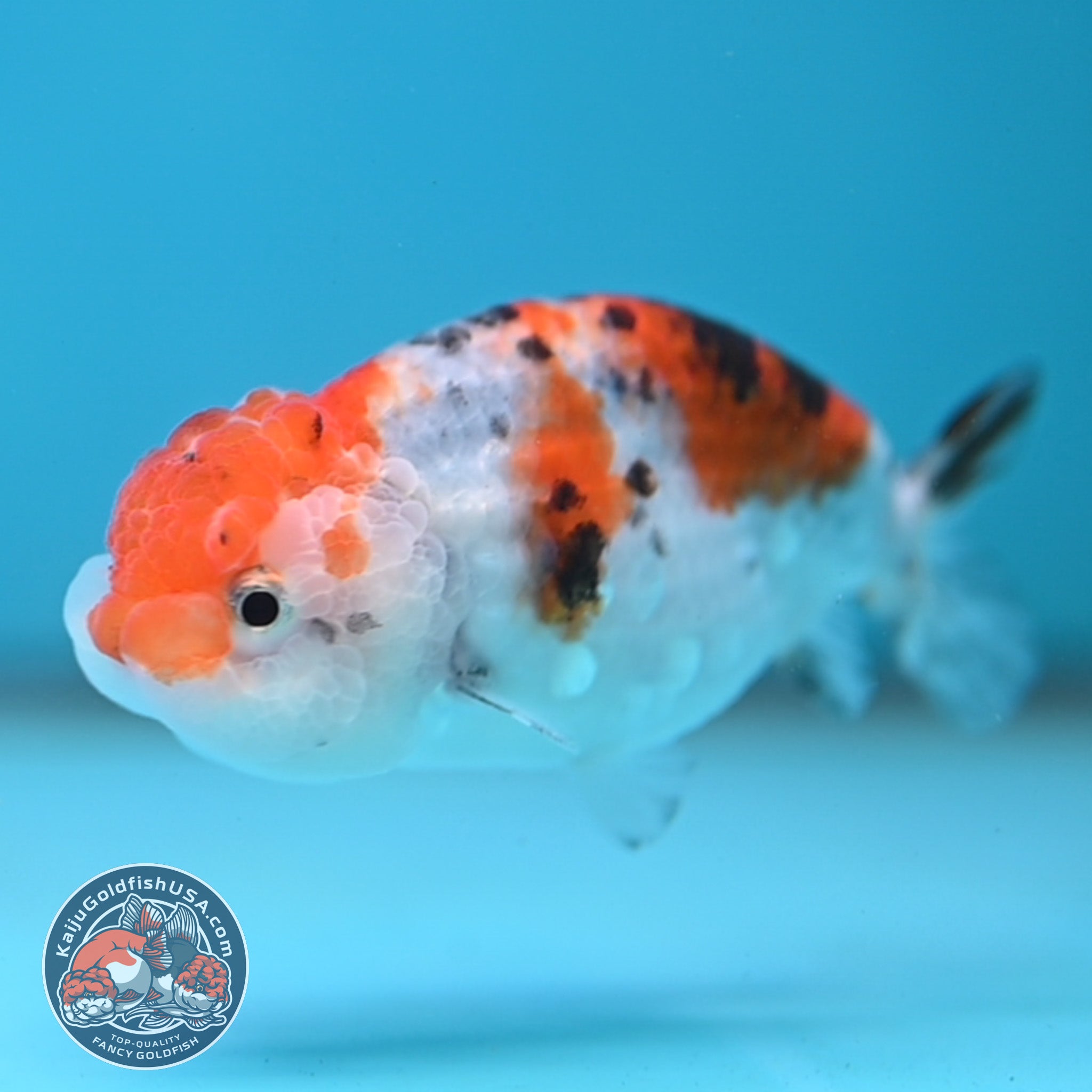 Calico Ranchu 3.5 inch Body (260116_RC07) – Kaiju Goldfish USA