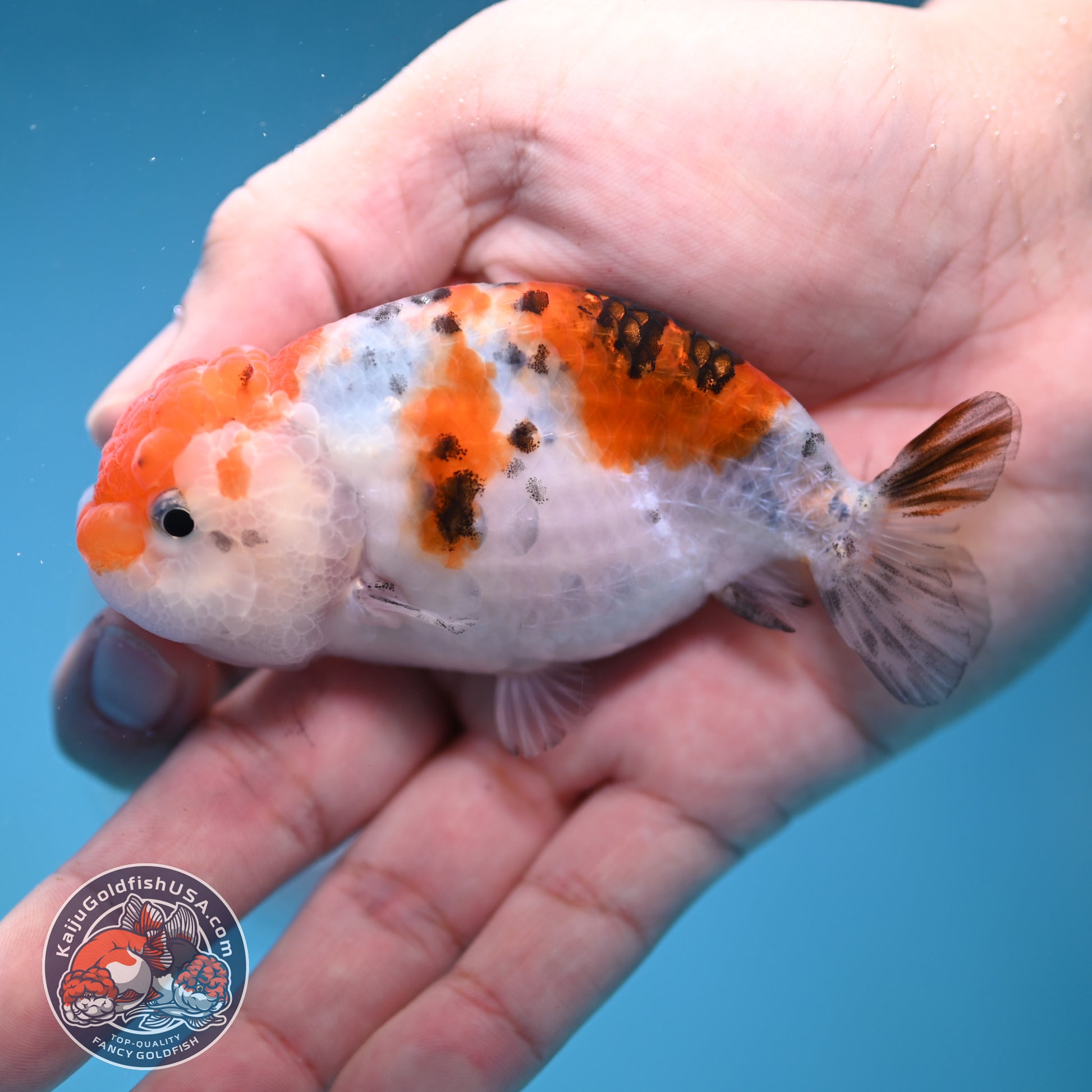 Calico Ranchu 3.5 inch Body (260116_RC07)