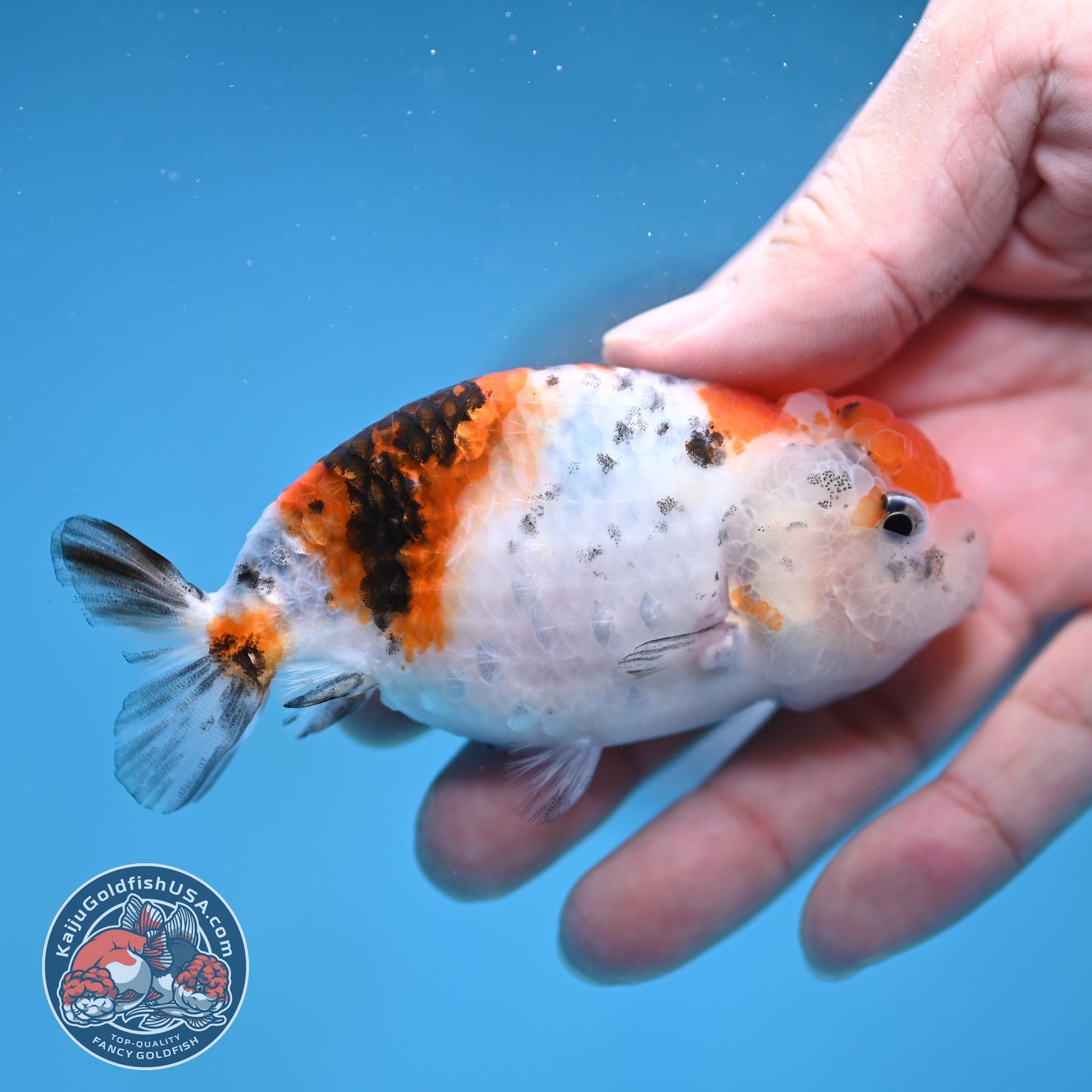 Calico Ranchu 3.5 inch Body (260116_RC07)