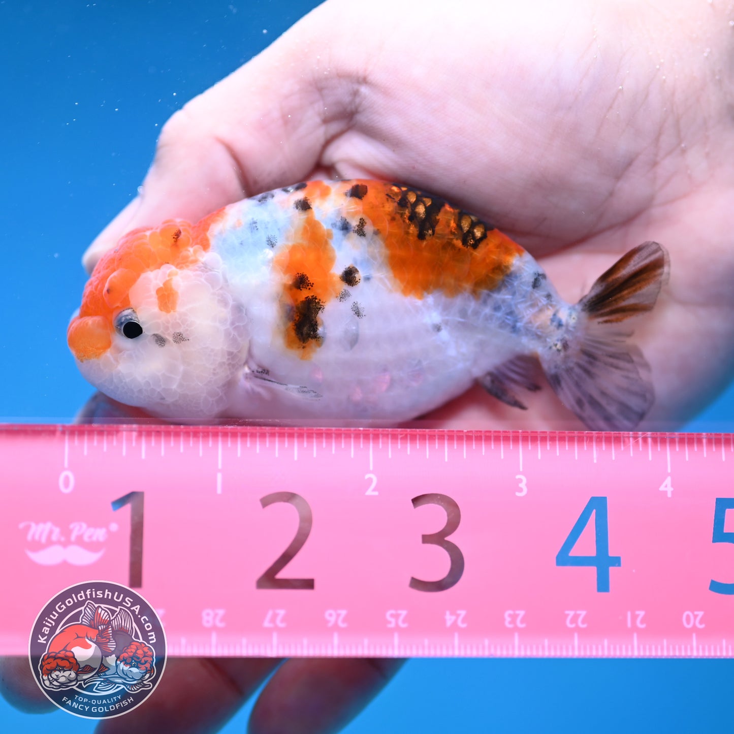 Calico Ranchu 3.5 inch Body (260116_RC07)