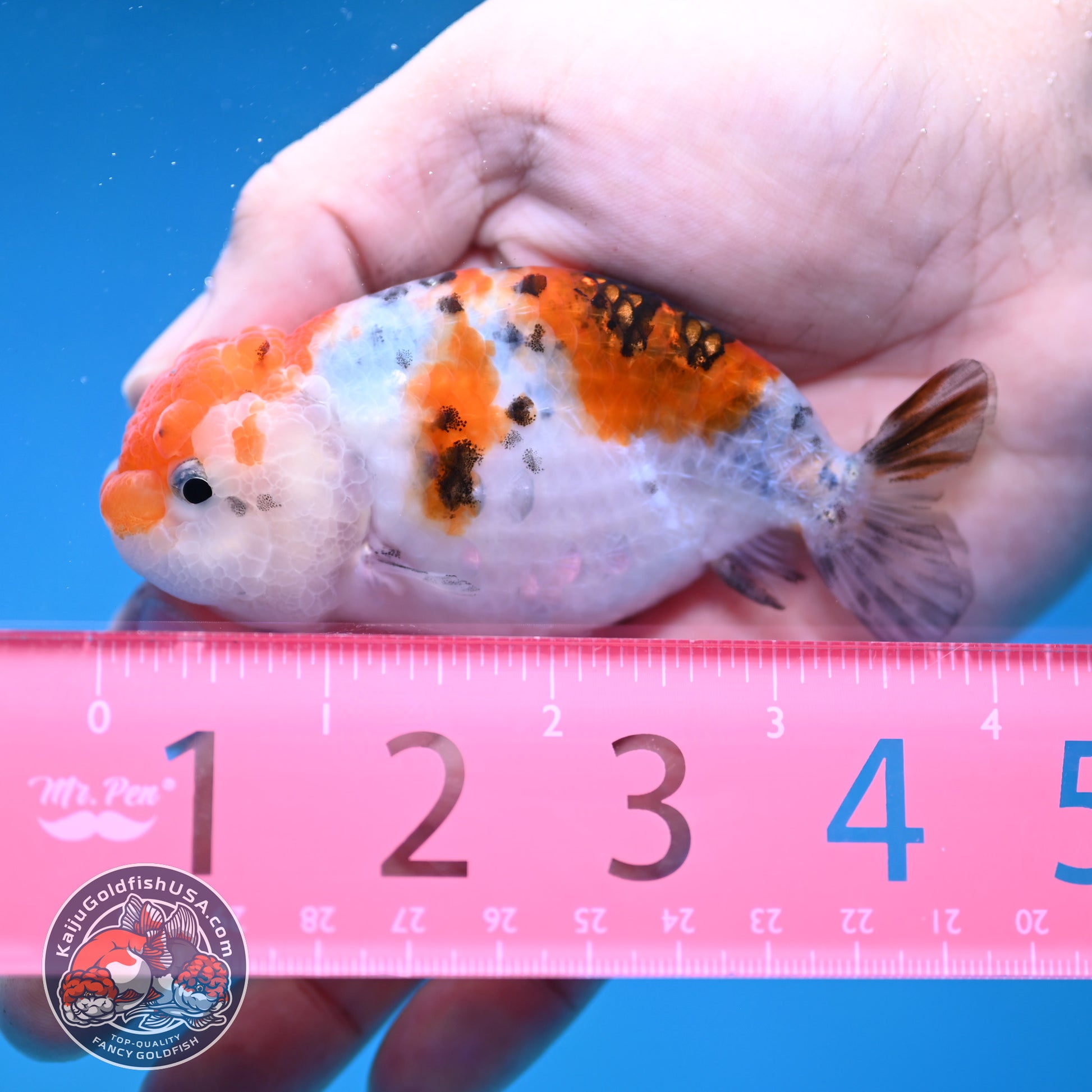 Calico Ranchu 3.5 inch Body (260116_RC07)