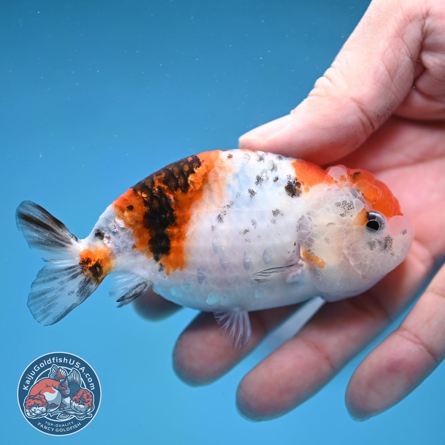 Calico Ranchu 3.5 inch Body (260116_RC07)