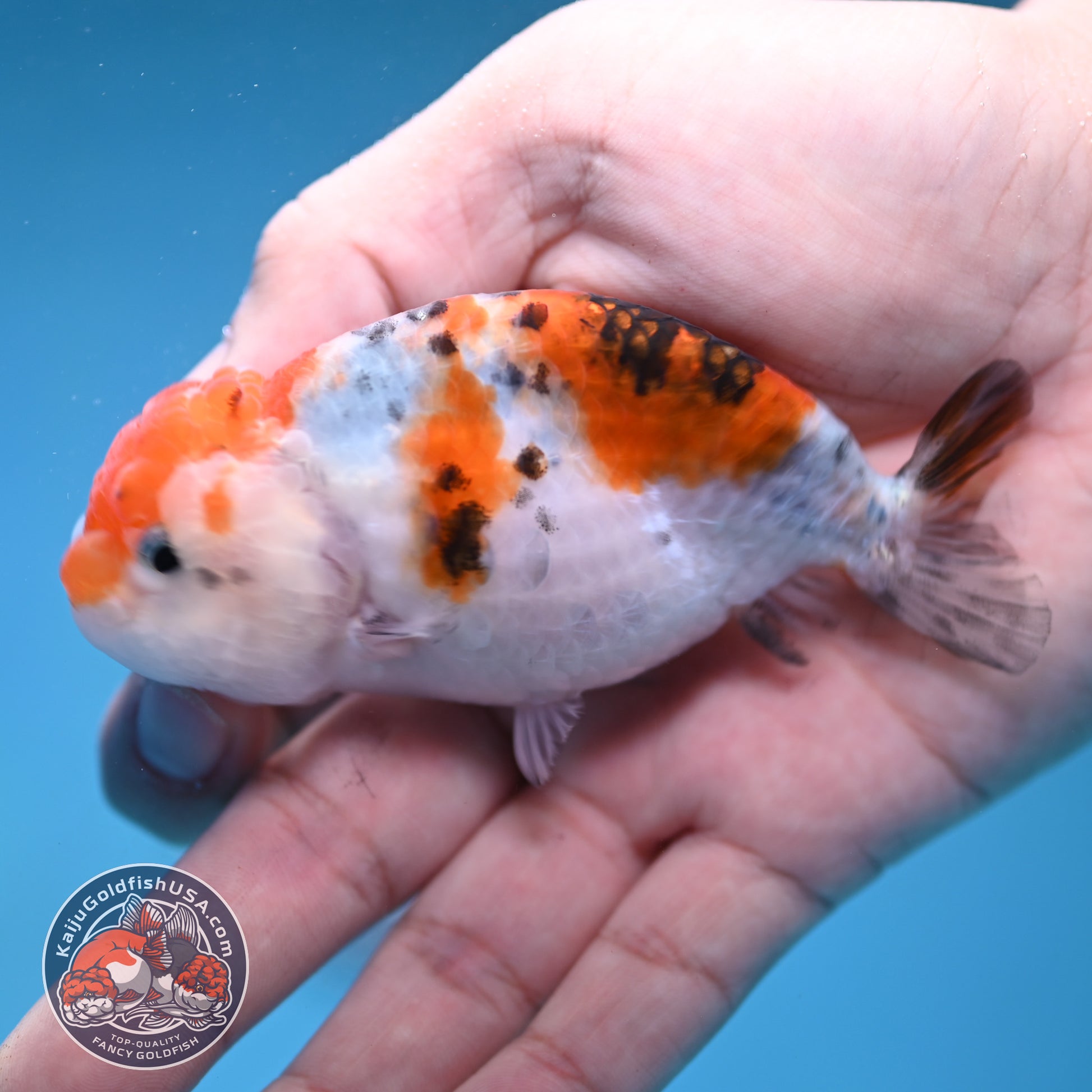 Calico Ranchu 3.5 inch Body (260116_RC07)