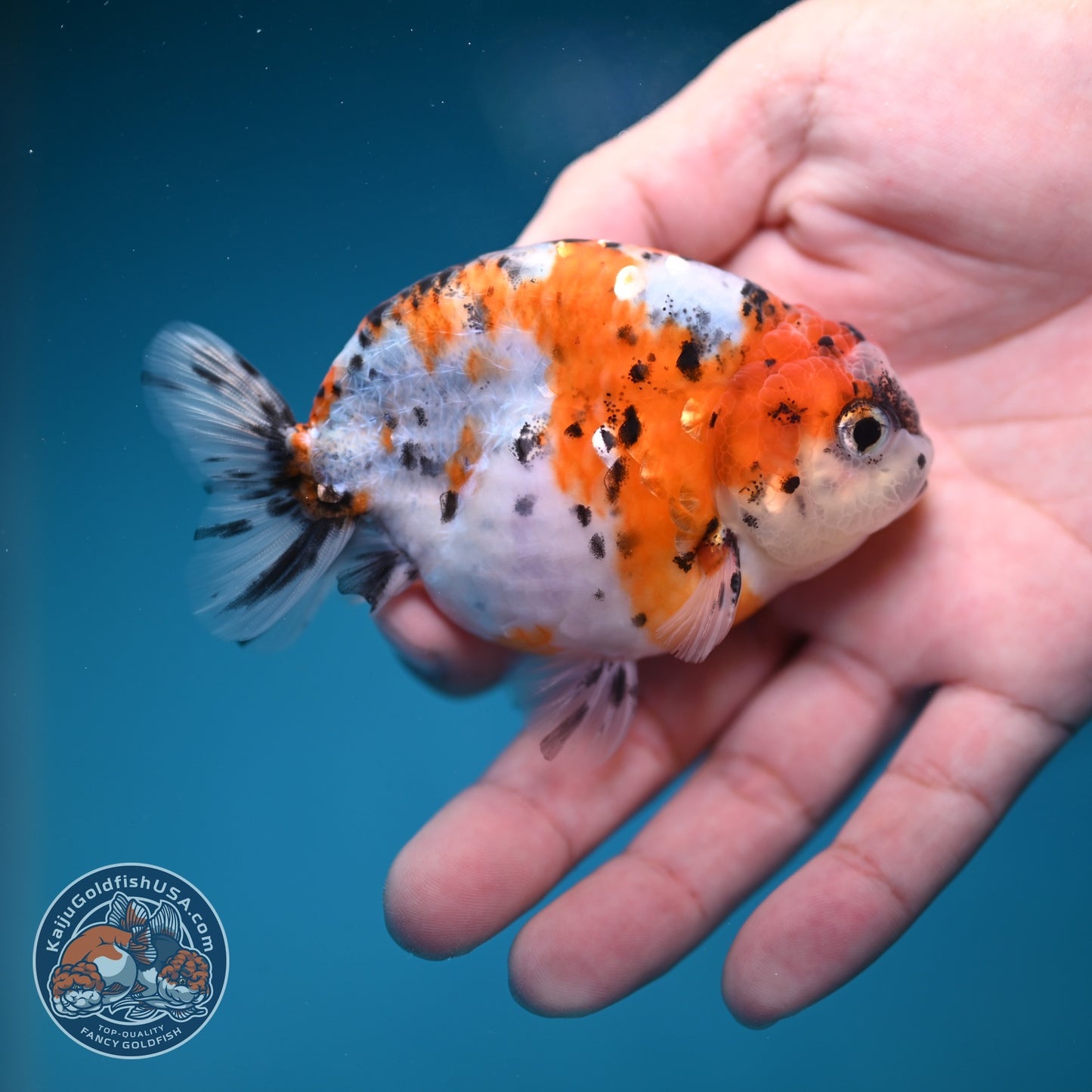 Calico Ranchu 3.5 inch Body (260821_RC05)