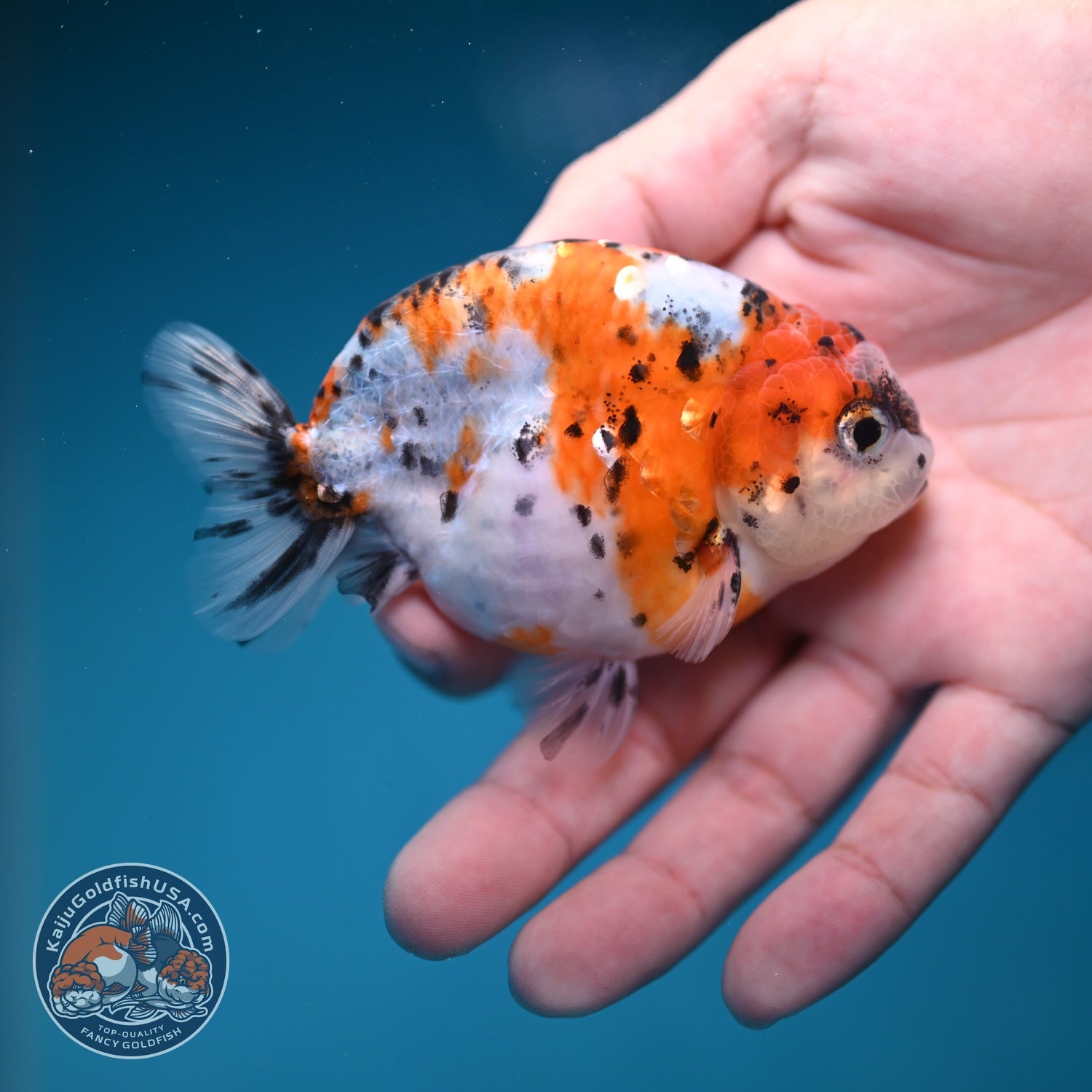 Calico Ranchu 3.5 inch Body (260821_RC05)