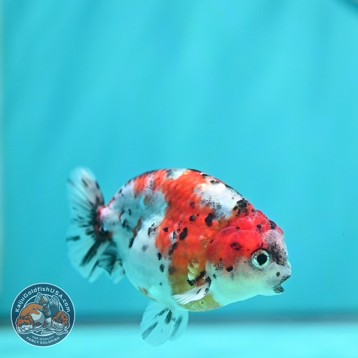 Calico Ranchu 3.5 inch Body (260821_RC05)