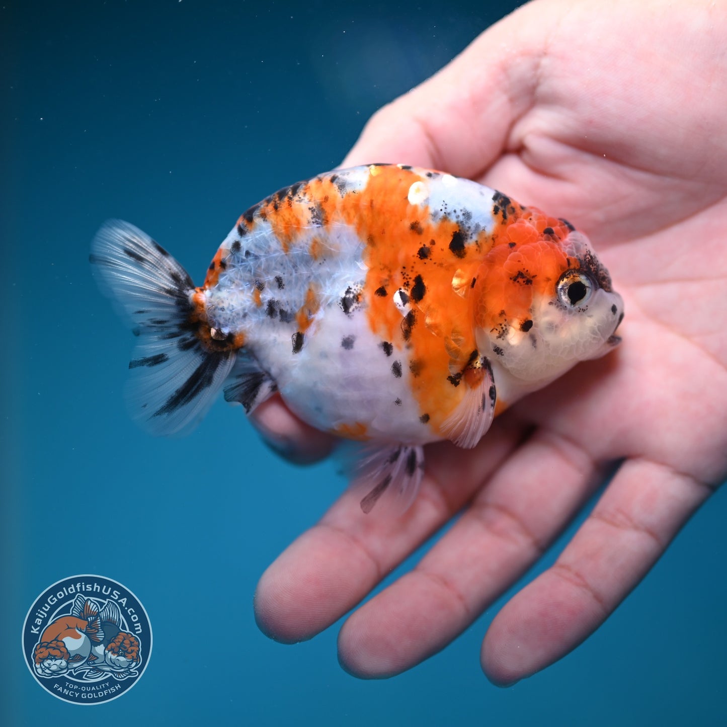 Calico Ranchu 3.5 inch Body (260821_RC05)