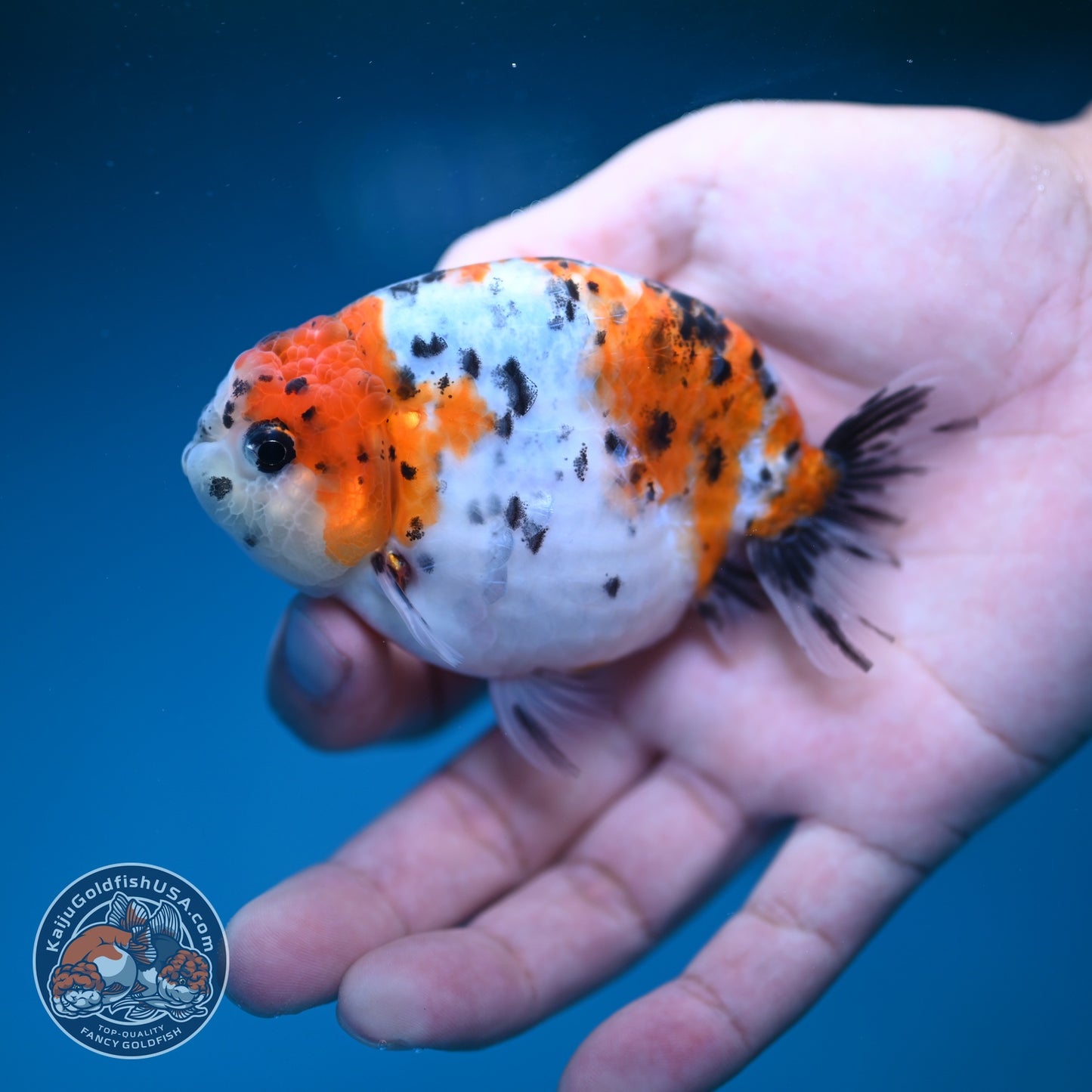 Calico Ranchu 3.5 inch Body (260821_RC05)