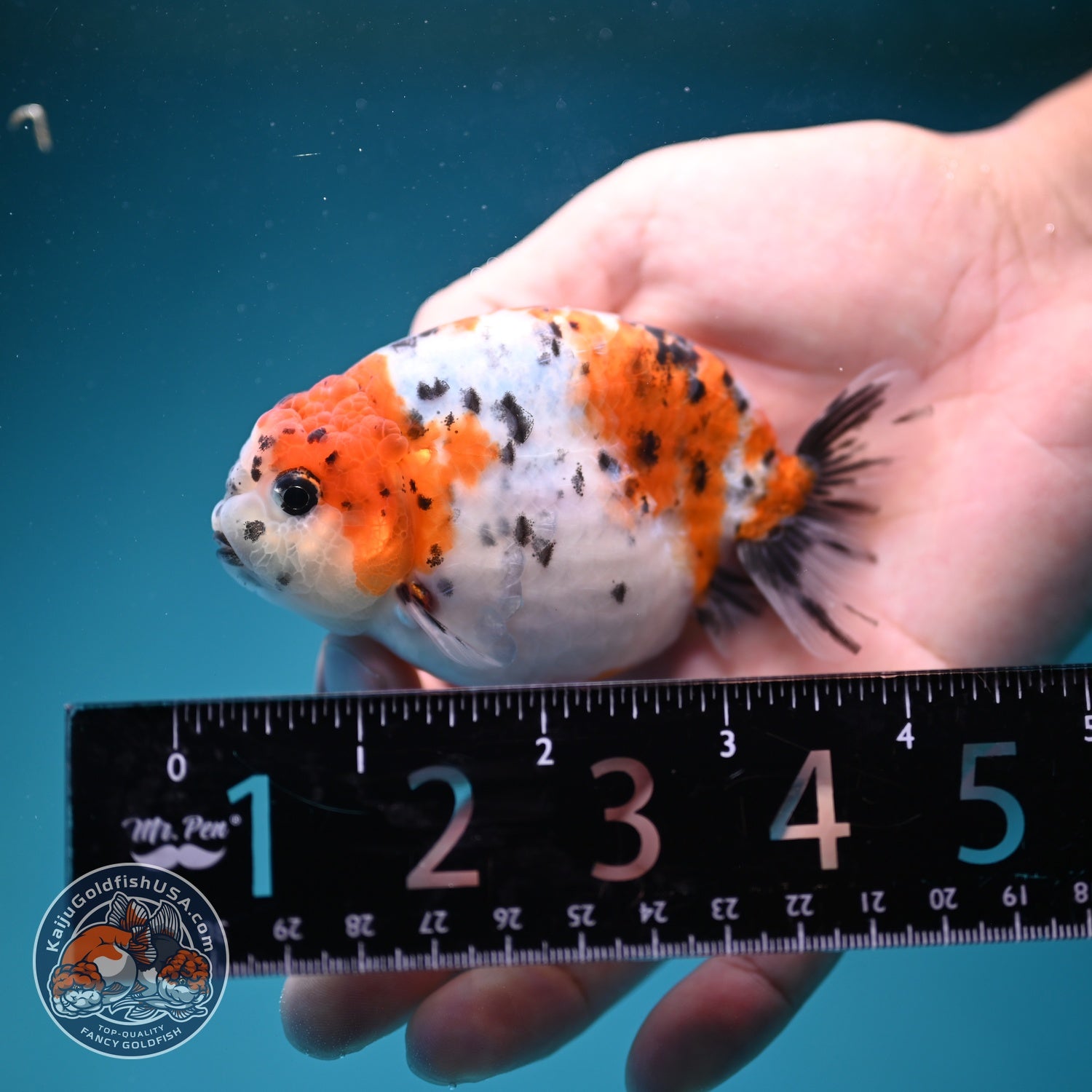 Calico Ranchu 3.5 inch Body (260821_RC05)