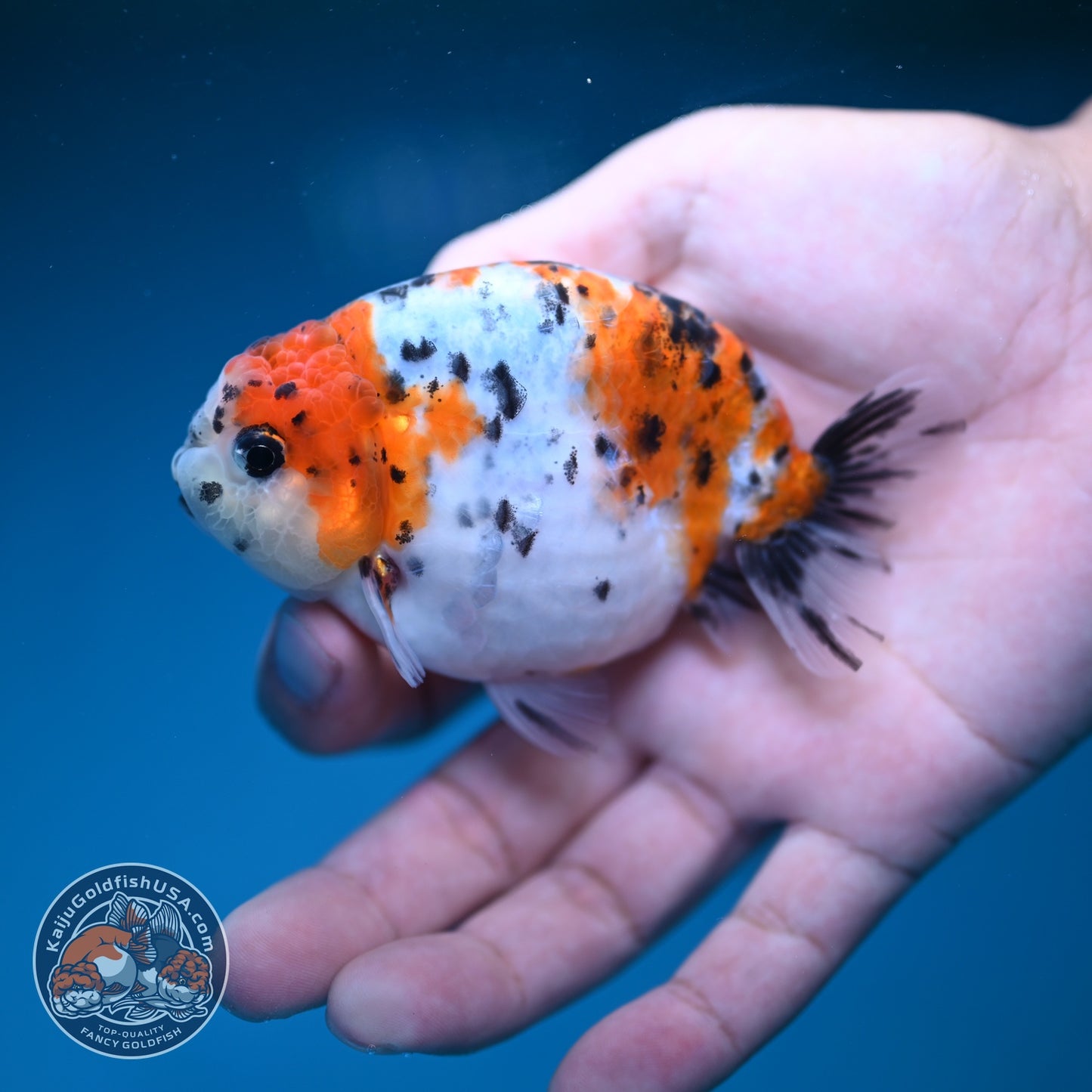Calico Ranchu 3.5 inch Body (260821_RC05)