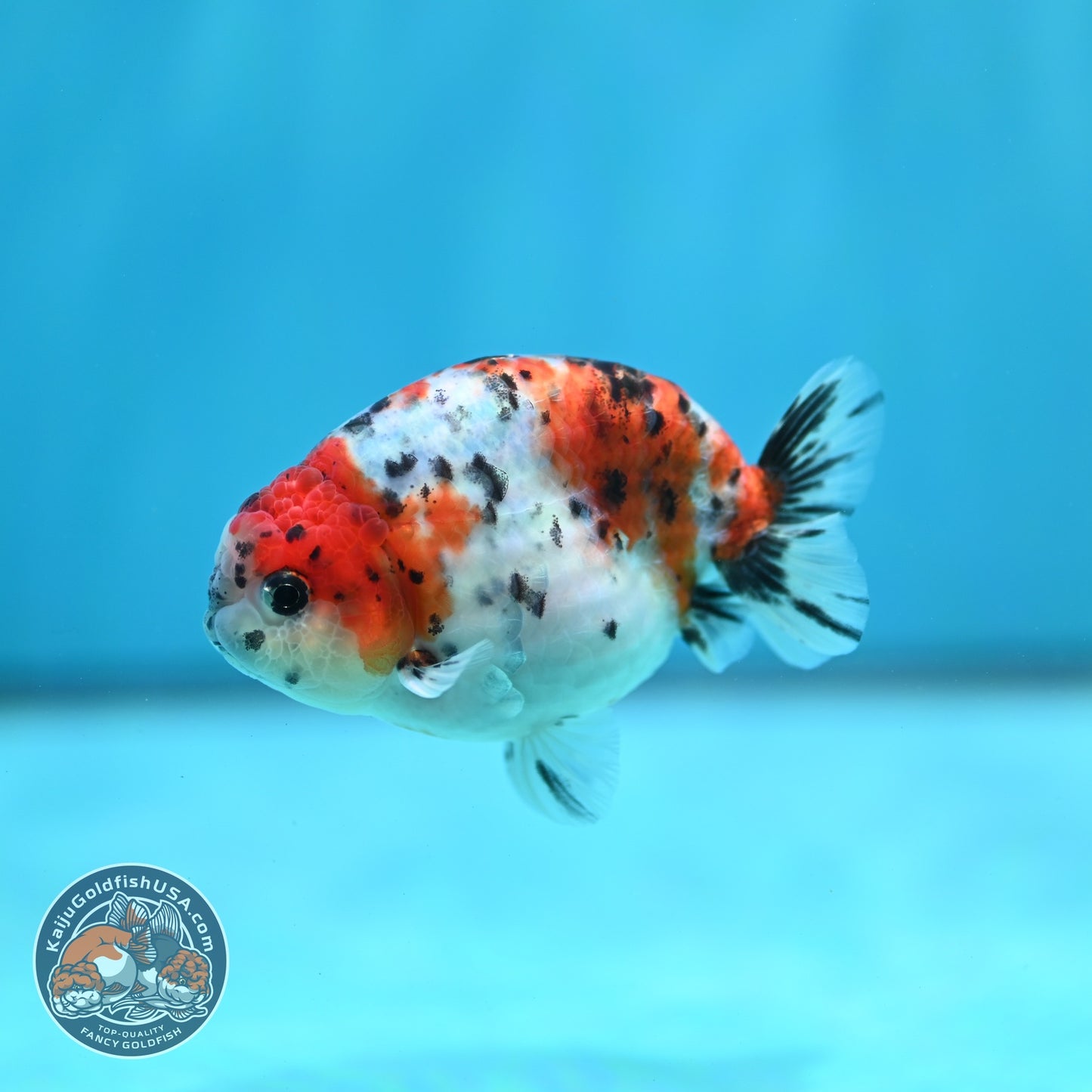 Calico Ranchu 3.5 inch Body (260821_RC05)
