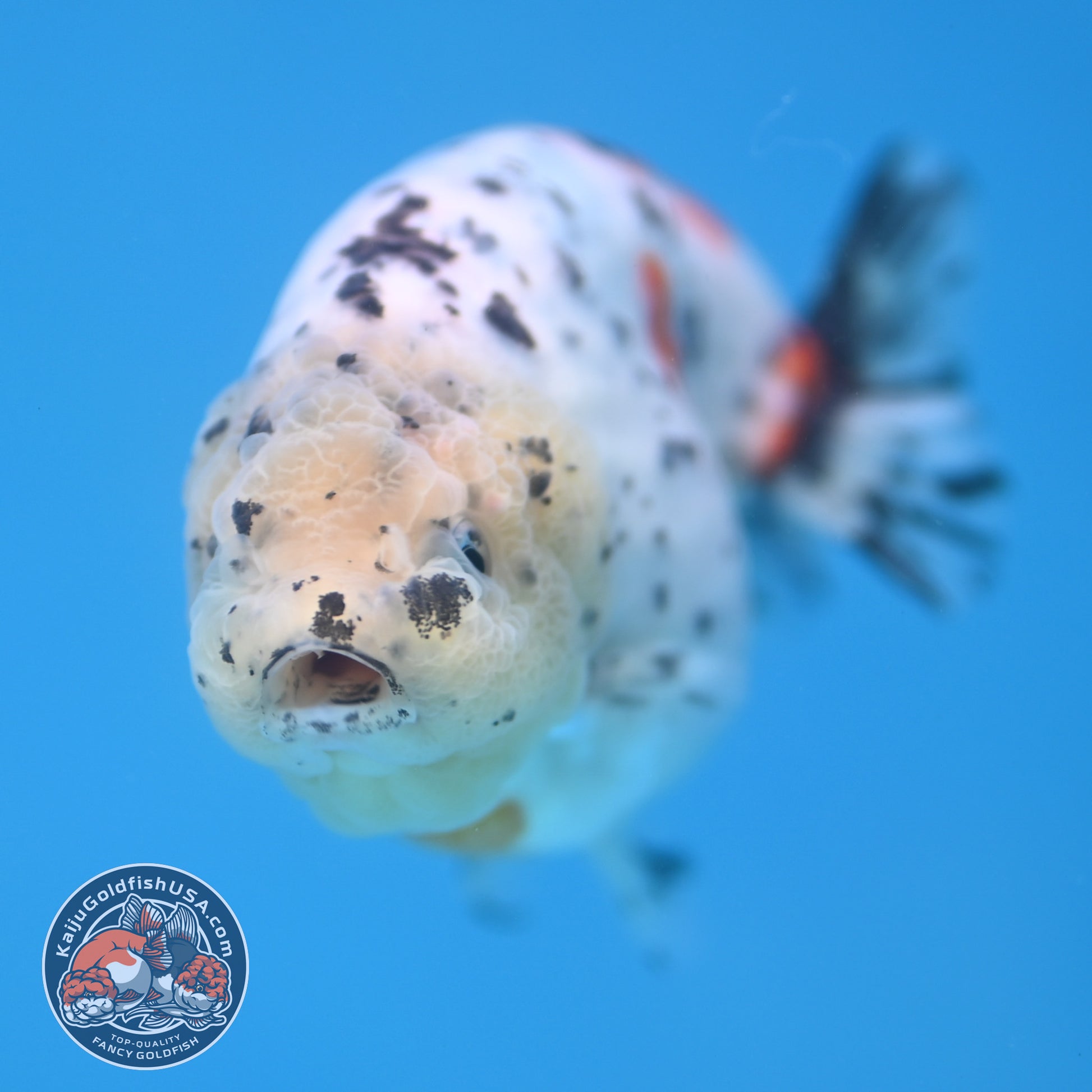 Calico Ranchu 3.8 inch Body (251114_RC03)