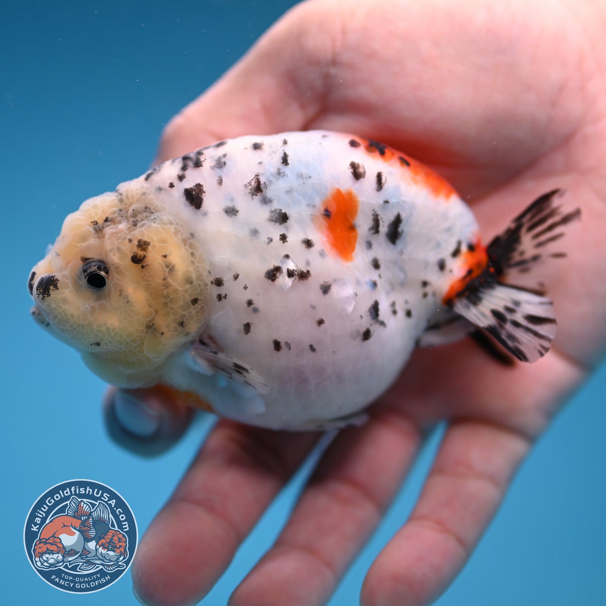 Calico Ranchu 3.8 inch Body (251114_RC03)