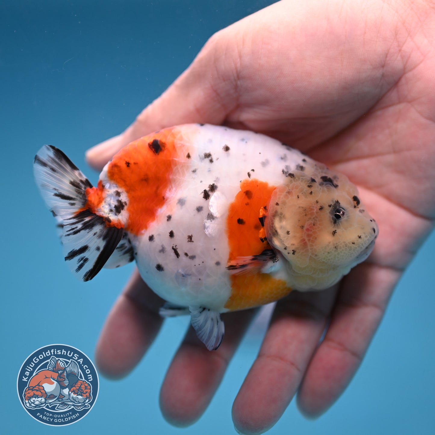 Calico Ranchu 3.8 inch Body (251114_RC03)
