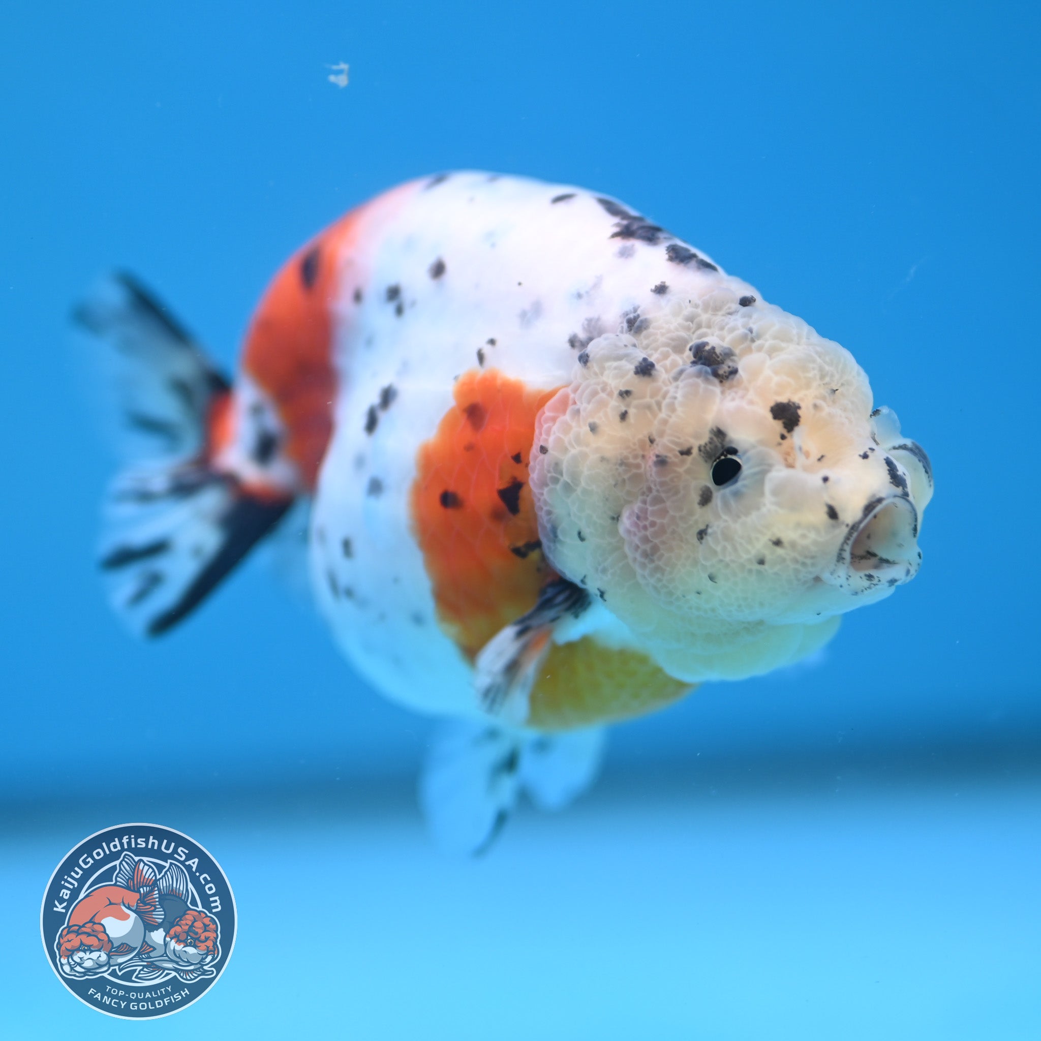 Caliga Ranch Calico Ranchu 3.8 inch Body (251114_RC03) – Kaiju Goldfish USA