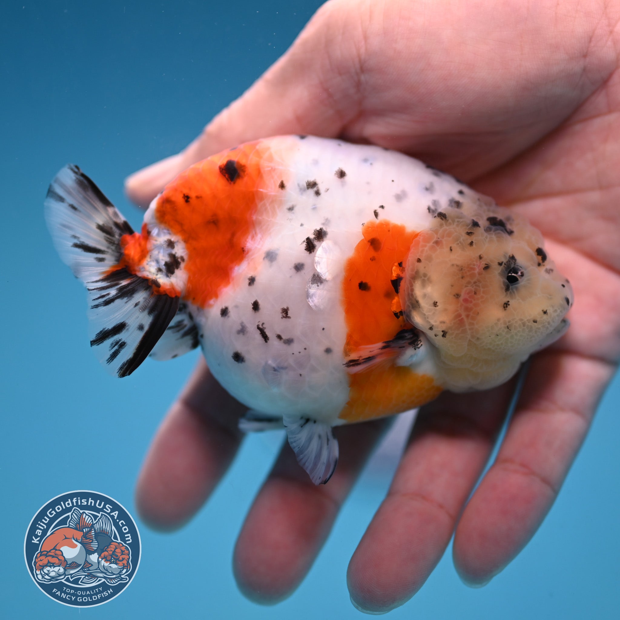 Caliga Ranch Calico Ranchu 3.8 inch Body (251114_RC03) – Kaiju Goldfish USA
