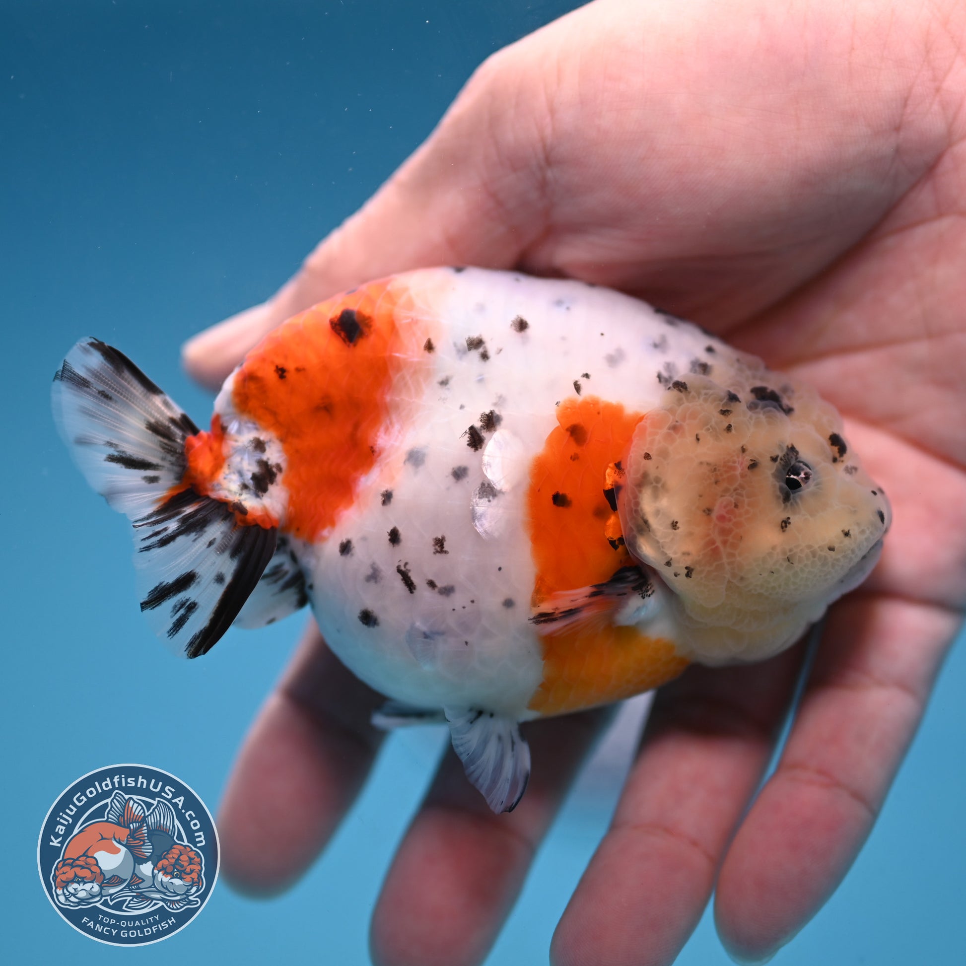 Calico Ranchu 3.8 inch Body (251114_RC03)