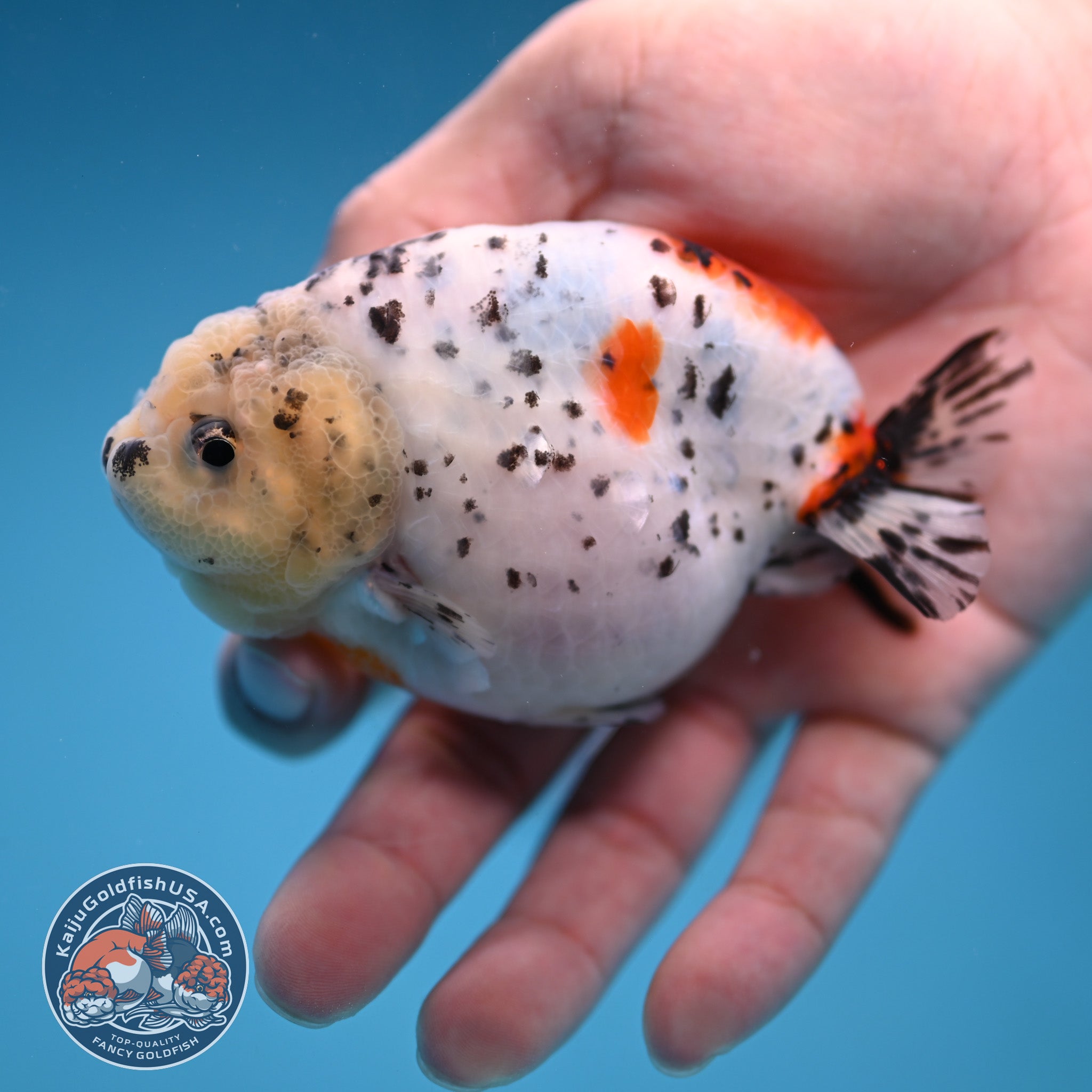 Calico Ranchu 3.8 inch Body (251114_RC03) – Kaiju Goldfish USA