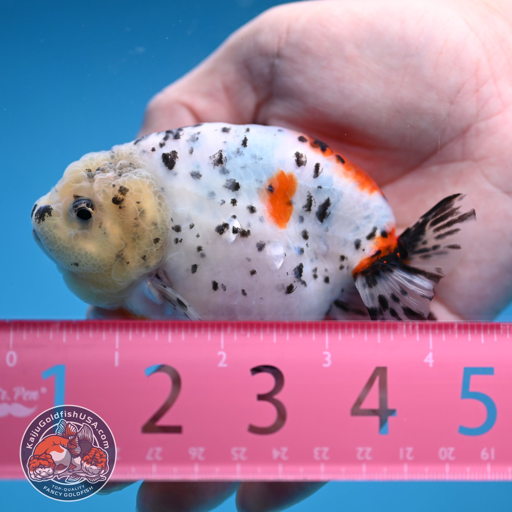 Calico Ranchu 3.8 inch Body (251114_RC03)