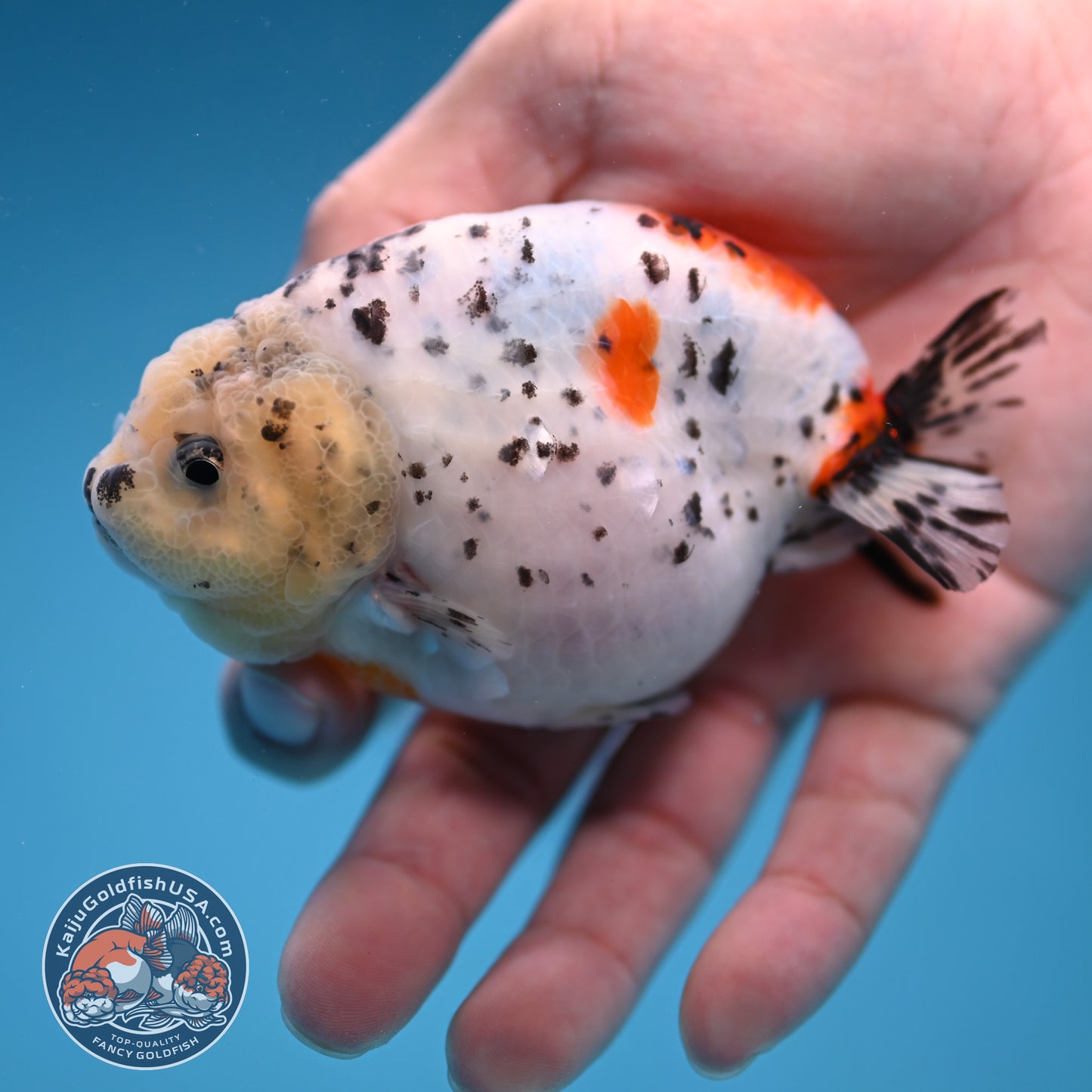 Calico Ranchu 3.8 inch Body (251114_RC03)