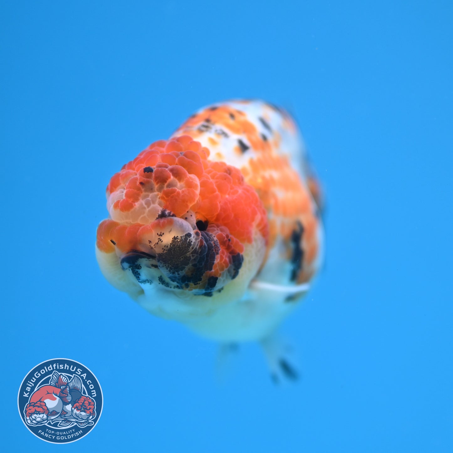 Calico Ranchu 3.8 inch Body (251212_RC11)