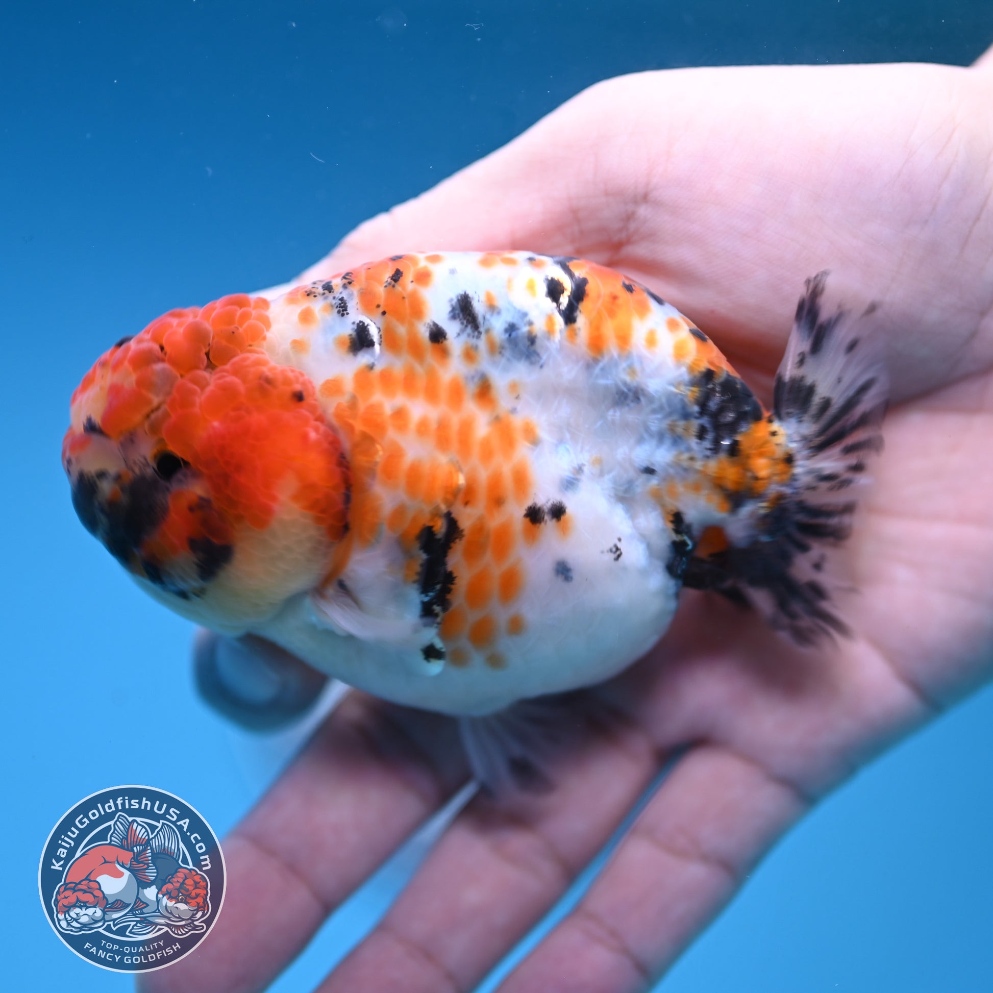 Calico Ranchu 3.8 inch Body (251212_RC11)