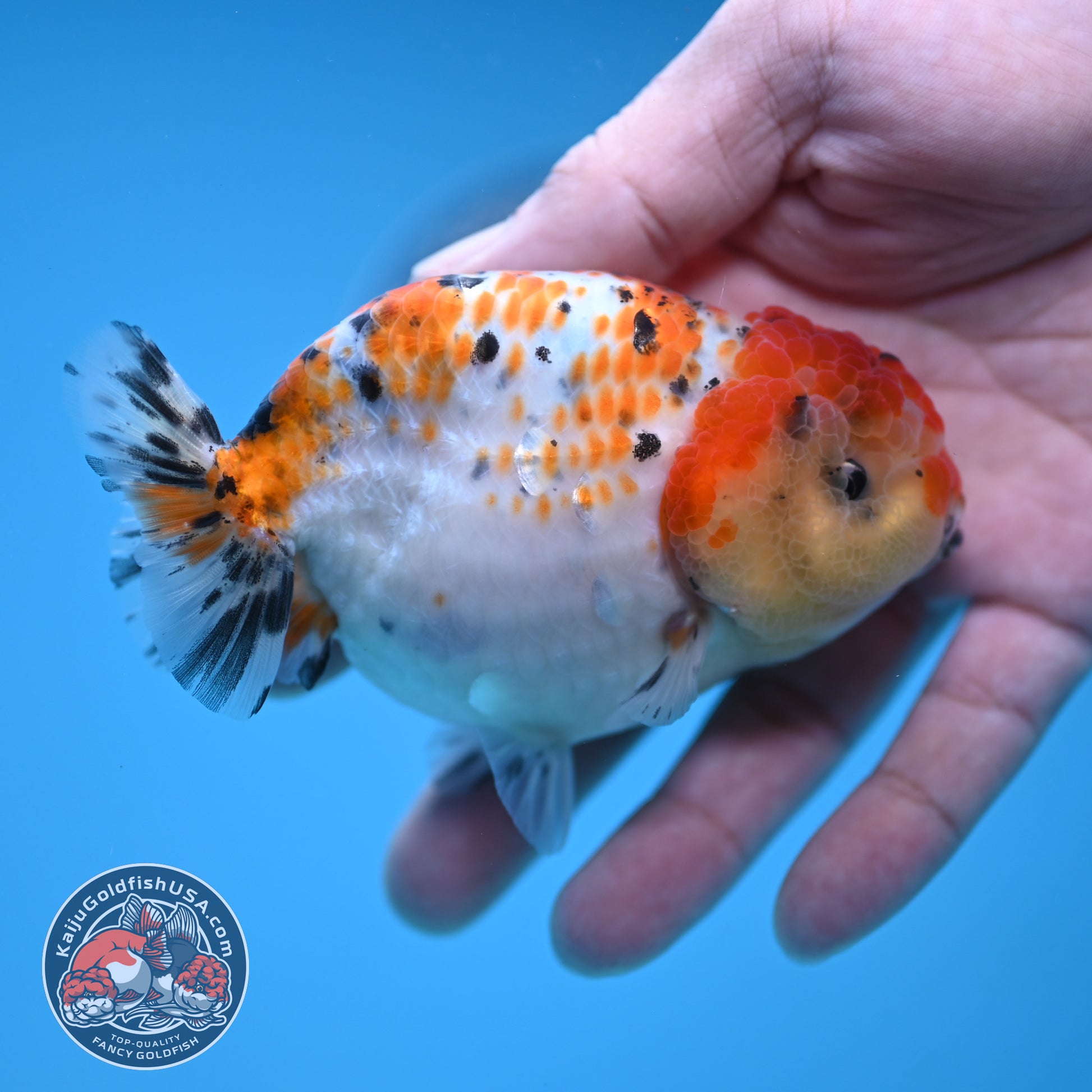 Calico Ranchu 3.8 inch Body (251212_RC11)