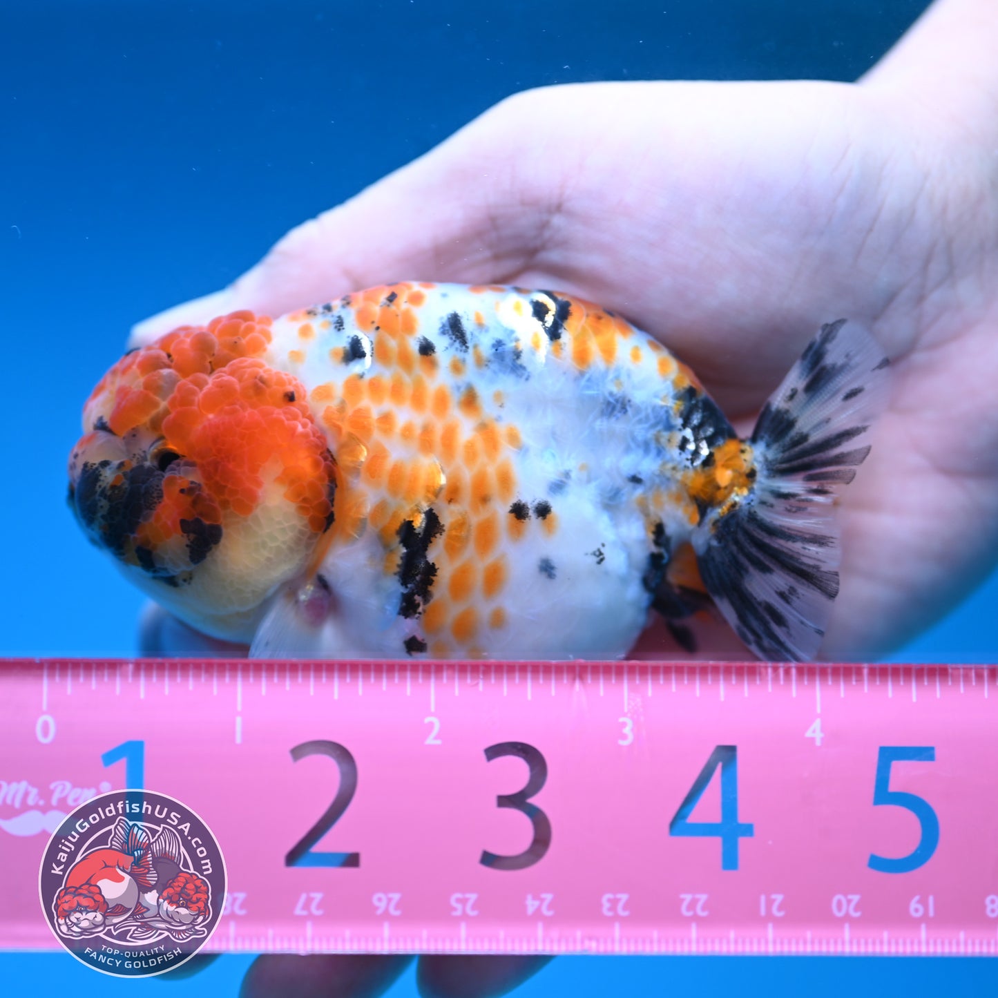 Calico Ranchu 3.8 inch Body (251212_RC11)