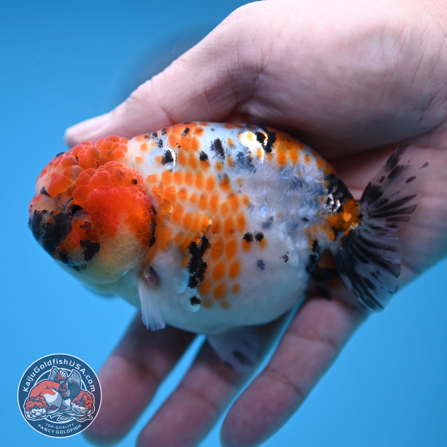 Calico Ranchu 3.8 inch Body (251212_RC11)