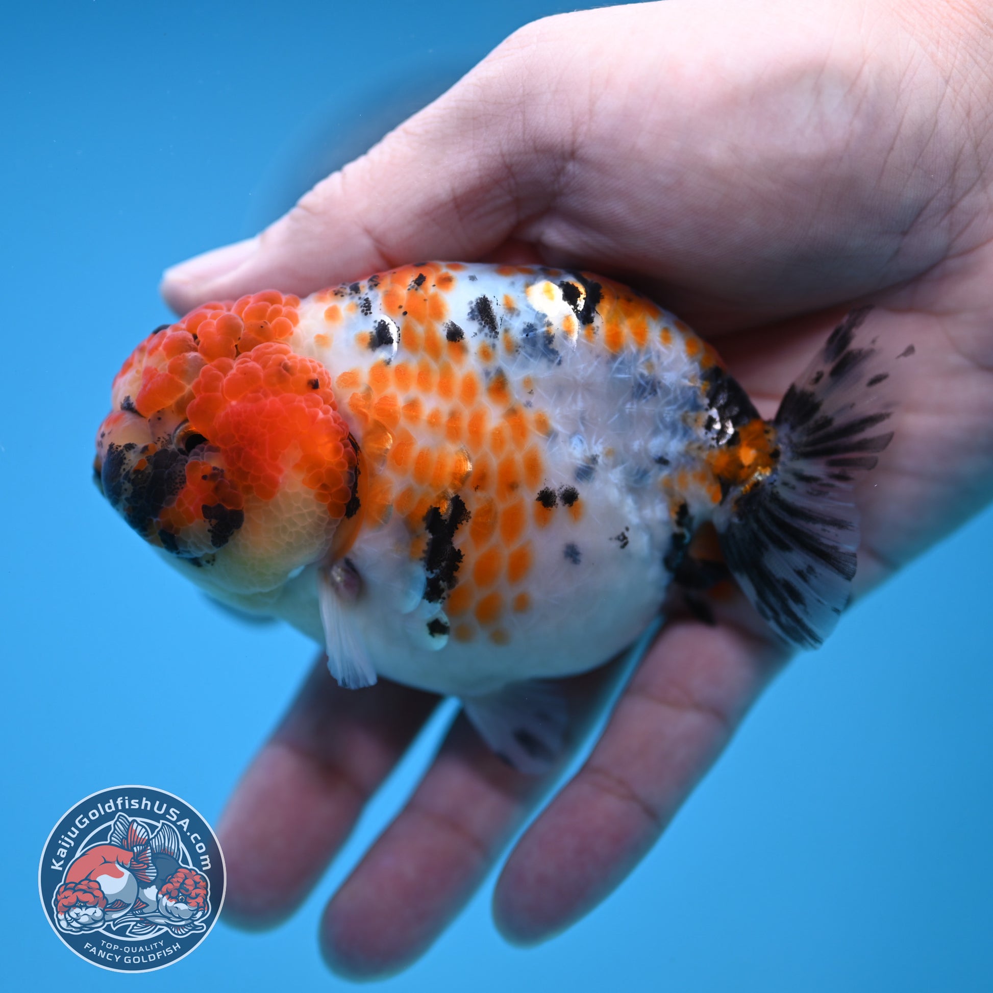 Calico Ranchu 3.8 inch Body (251212_RC11)