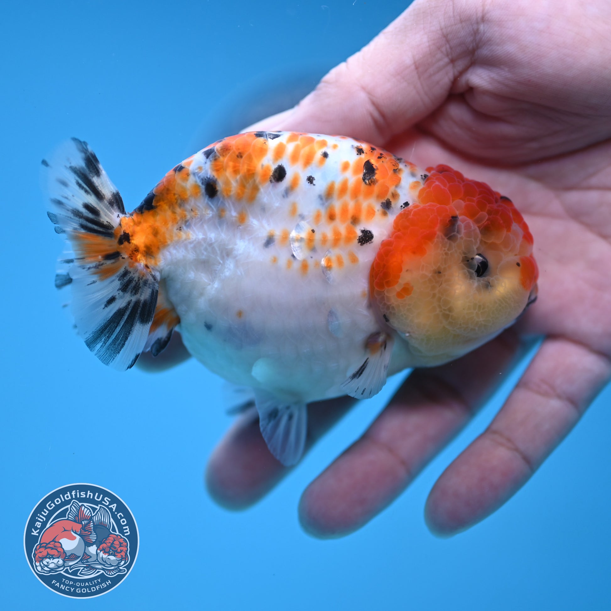 Calico Ranchu 3.8 inch Body (251212_RC11)