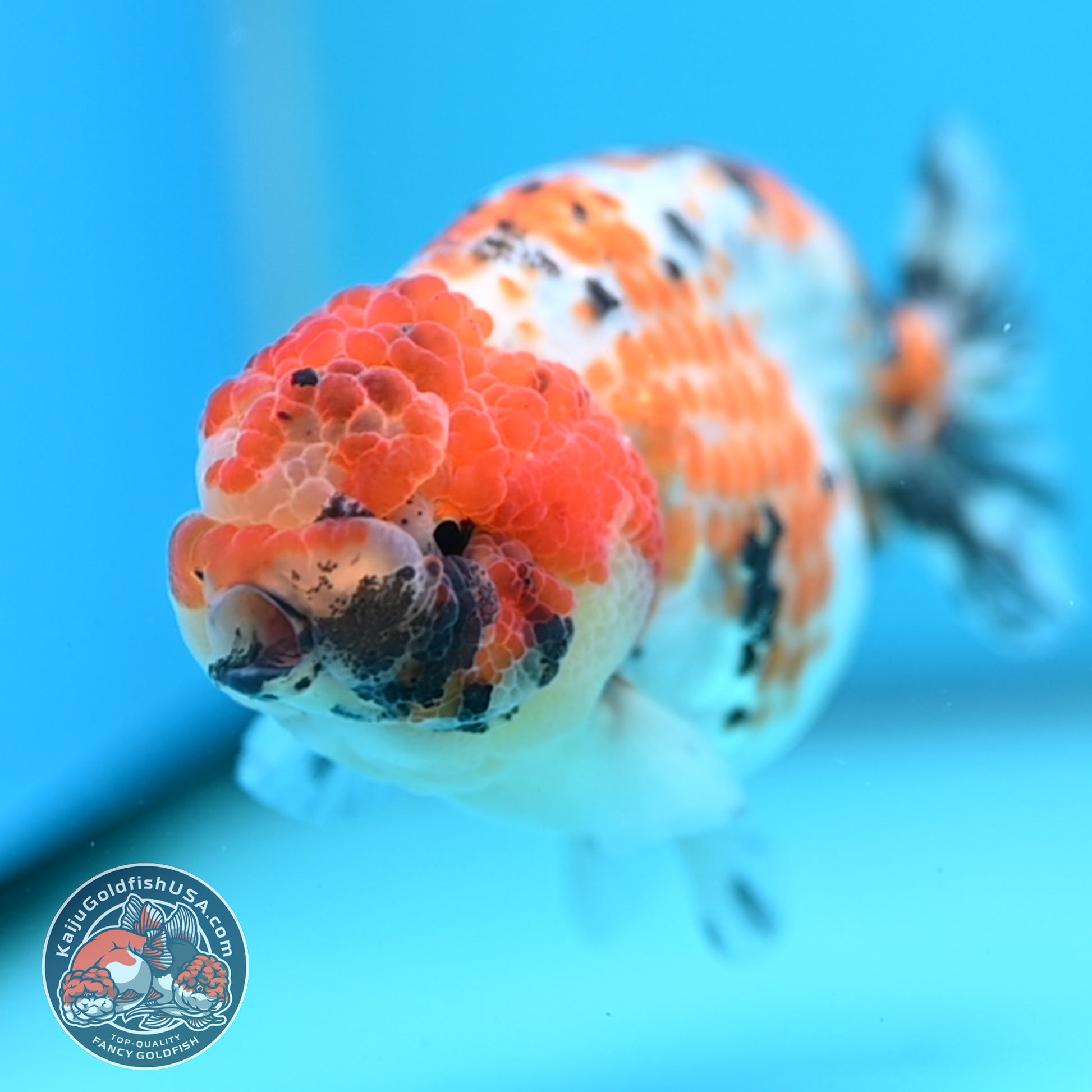 Calico Ranchu 3.8 inch Body (251212_RC11)