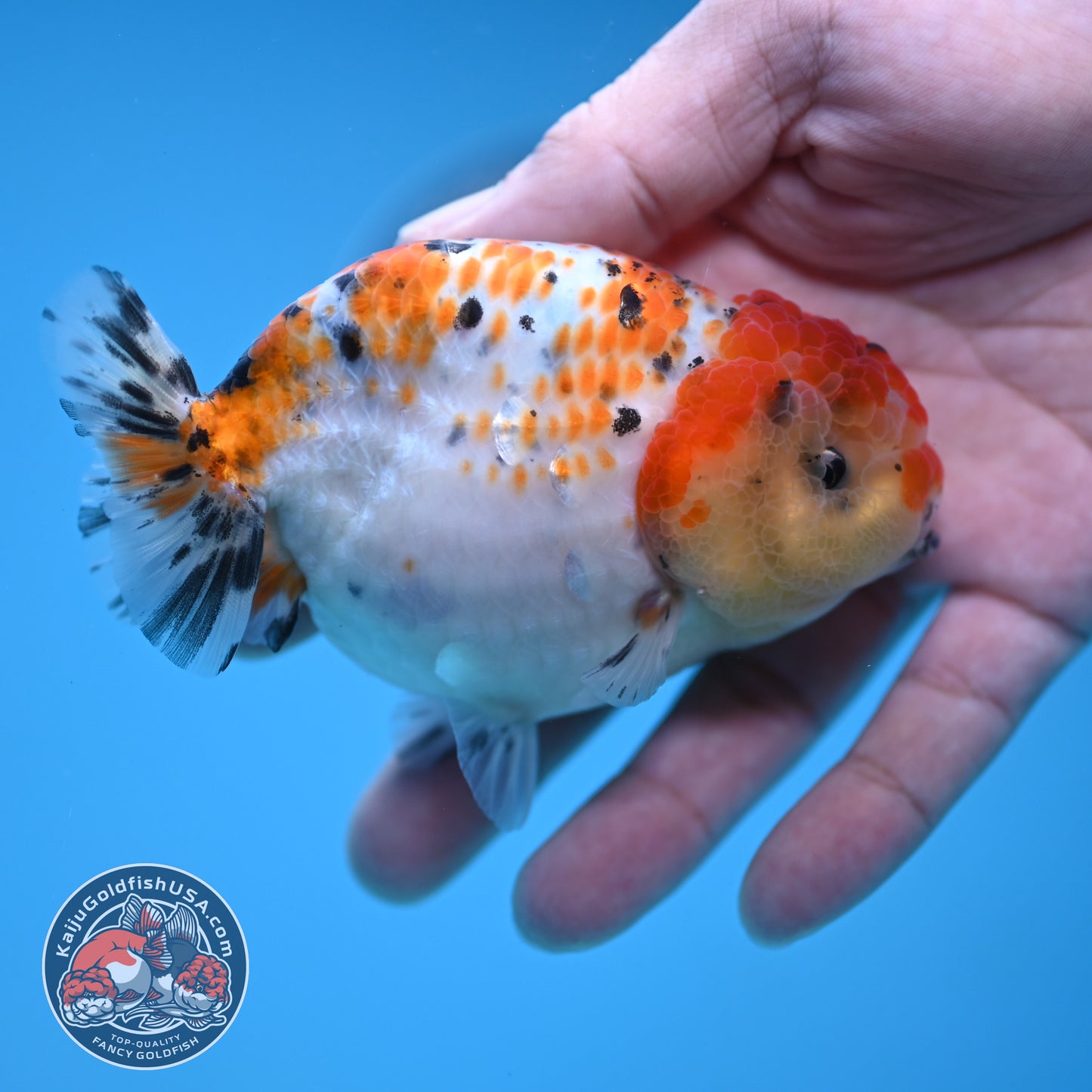 Calico Ranchu 3.8 inch Body (251212_RC11)