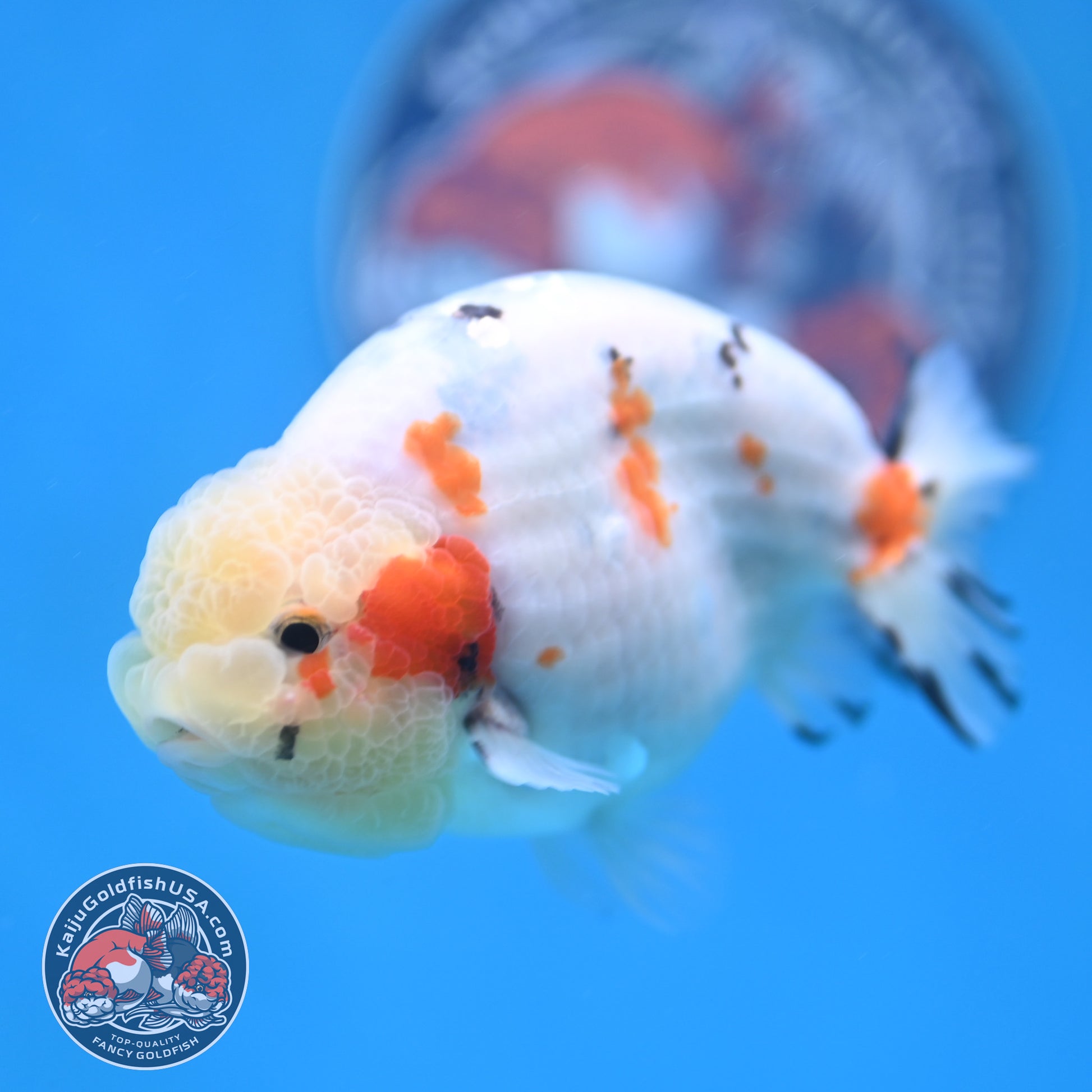Calico Ranchu 4 inch Body (260116_RC08)