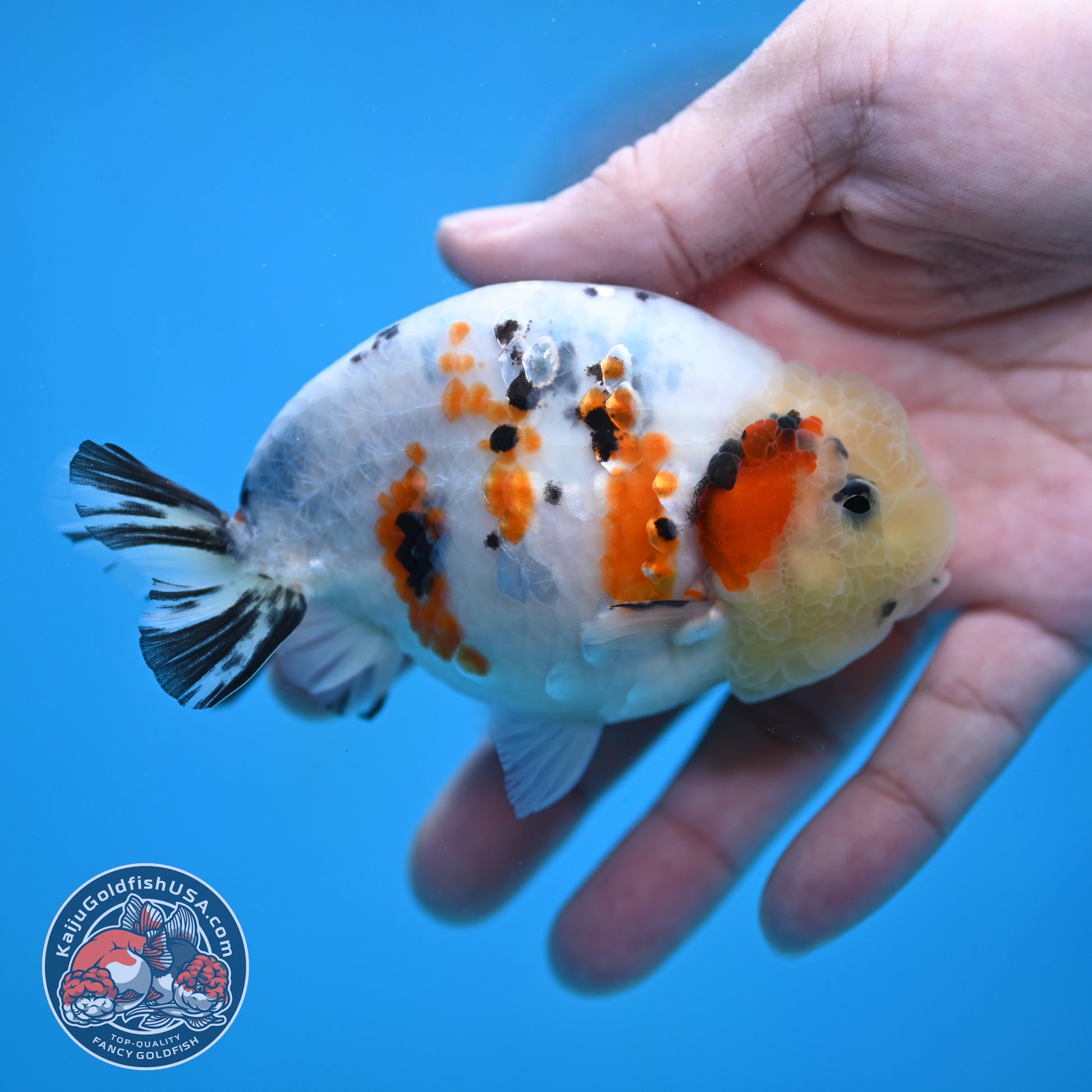 Calico Ranchu 4 inch Body (260116_RC08)