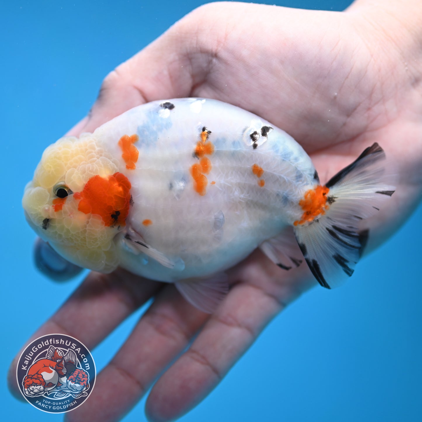 Calico Ranchu 4 inch Body (260116_RC08)