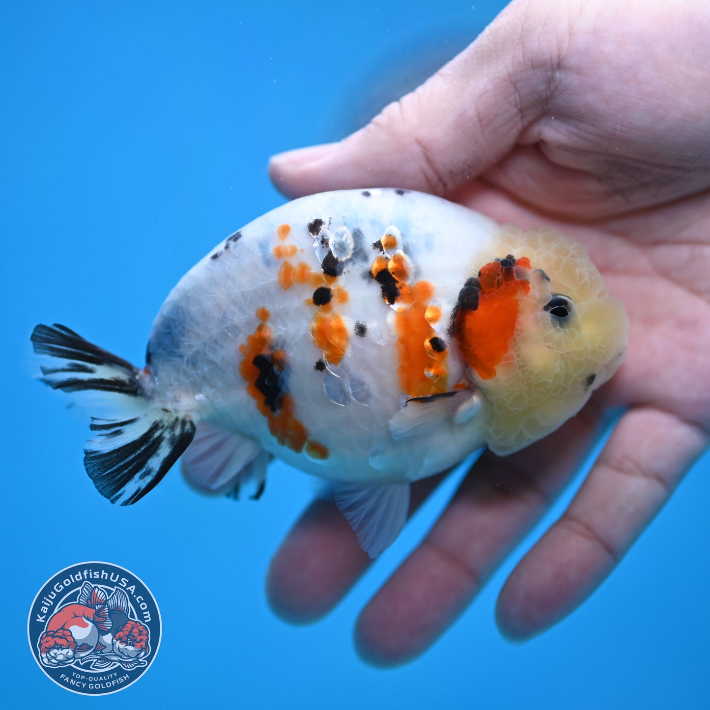 Calico Ranchu 4 inch Body (260116_RC08)