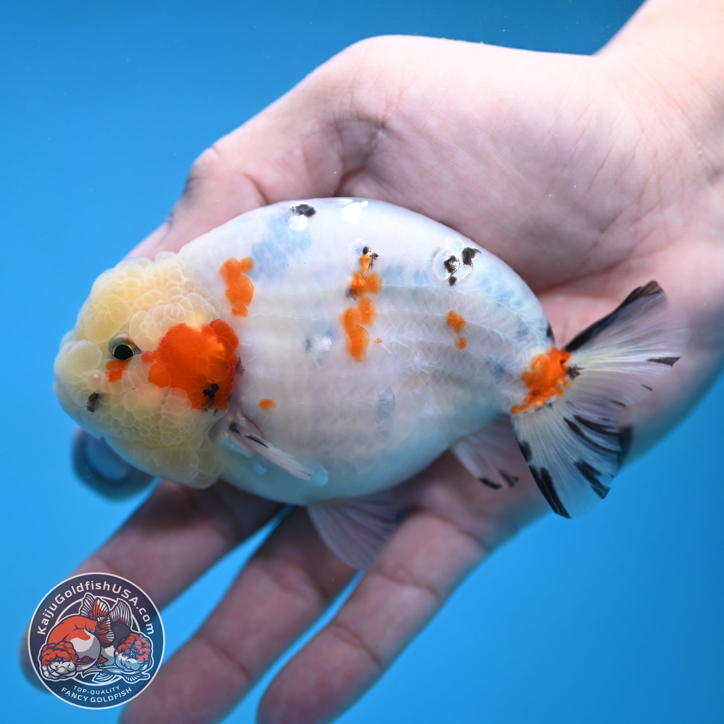 Calico Ranchu 4 inch Body (260116_RC08)