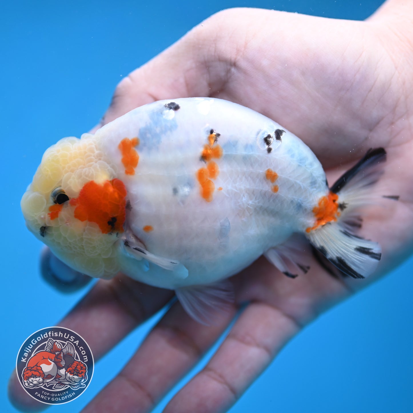 Calico Ranchu 4 inch Body (260116_RC08)